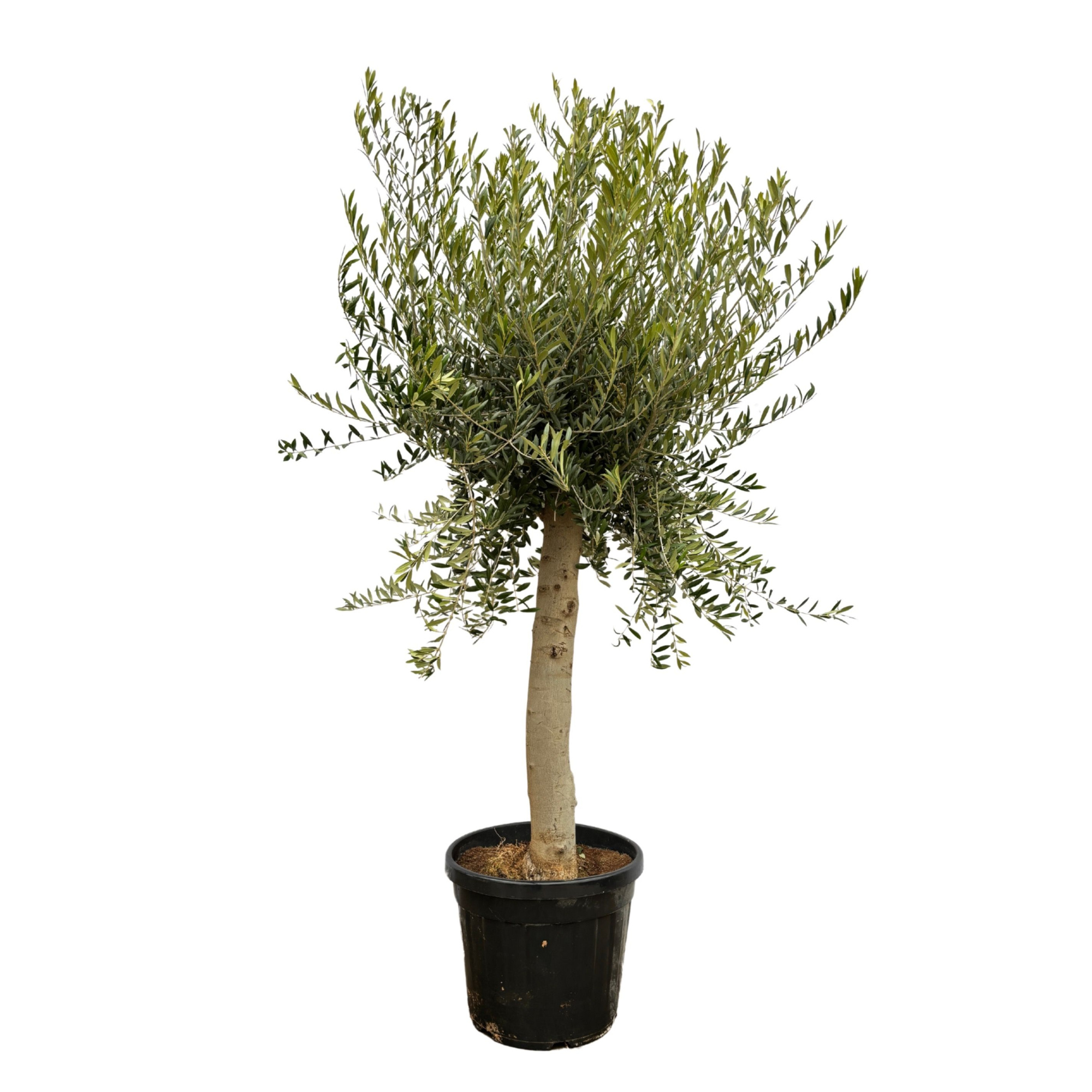 Olea Europaea Lorc - 200cm, D 50 cm