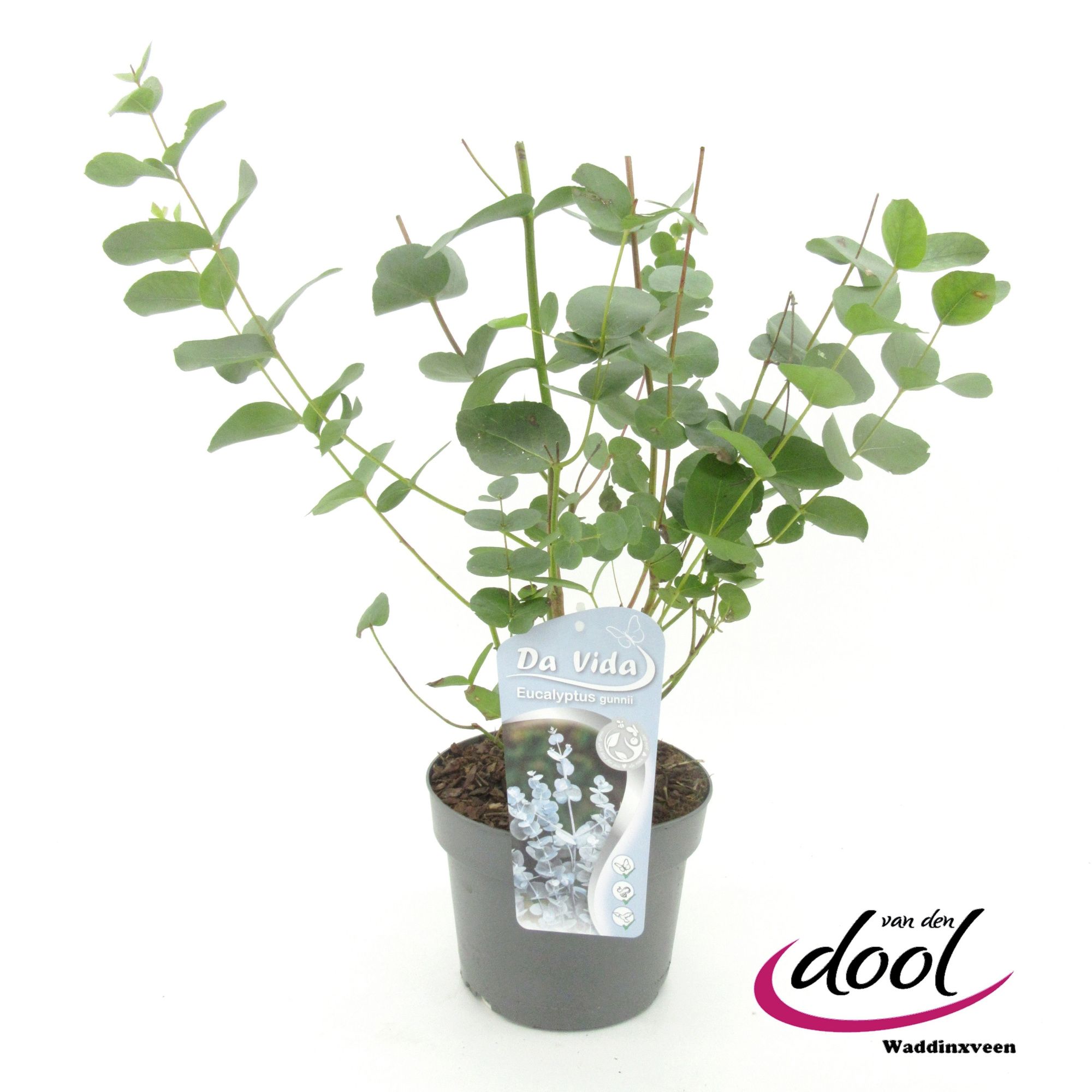 Eucalyptus gunni, D 19