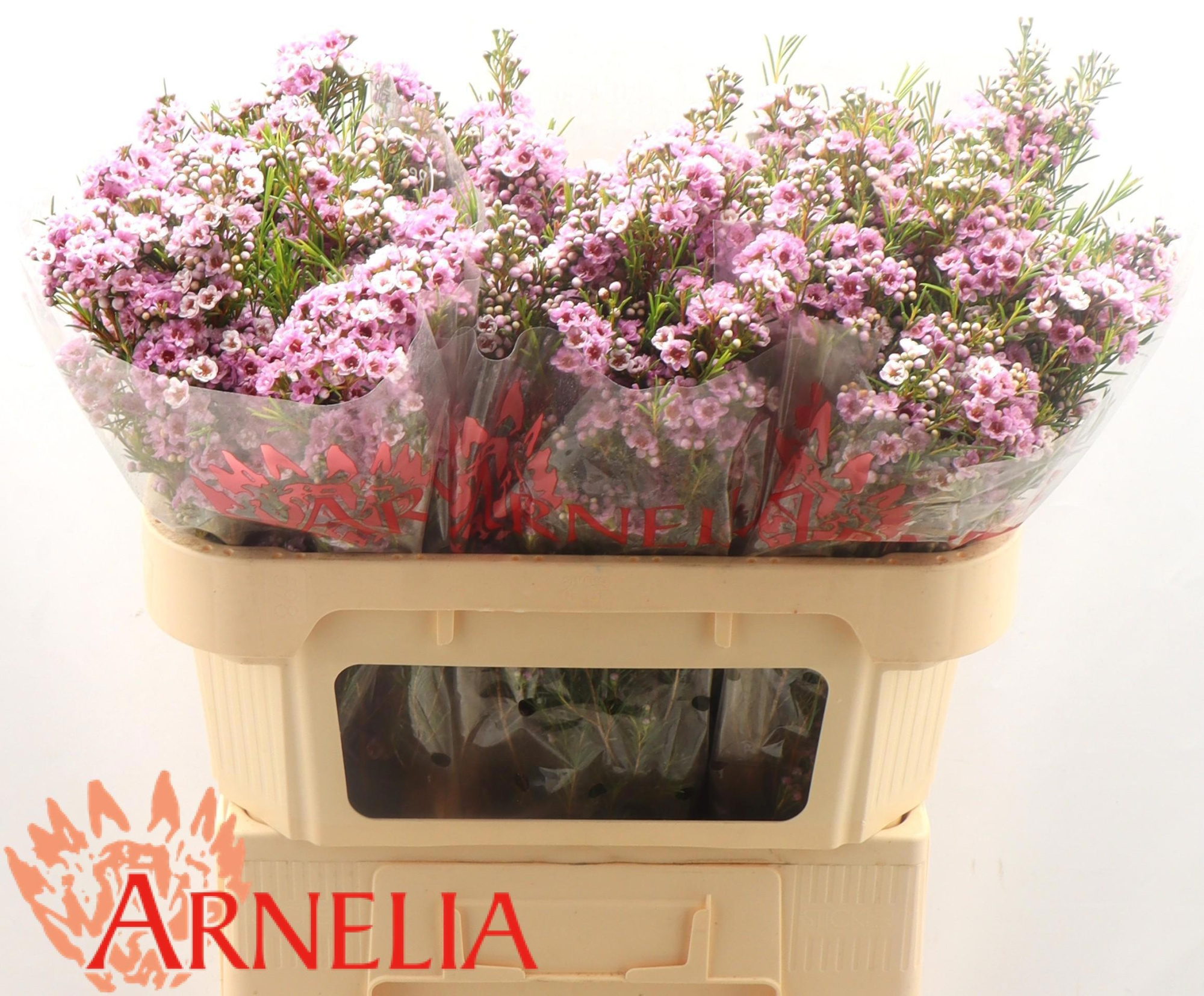 Шамелациум Жизель 70, шт.