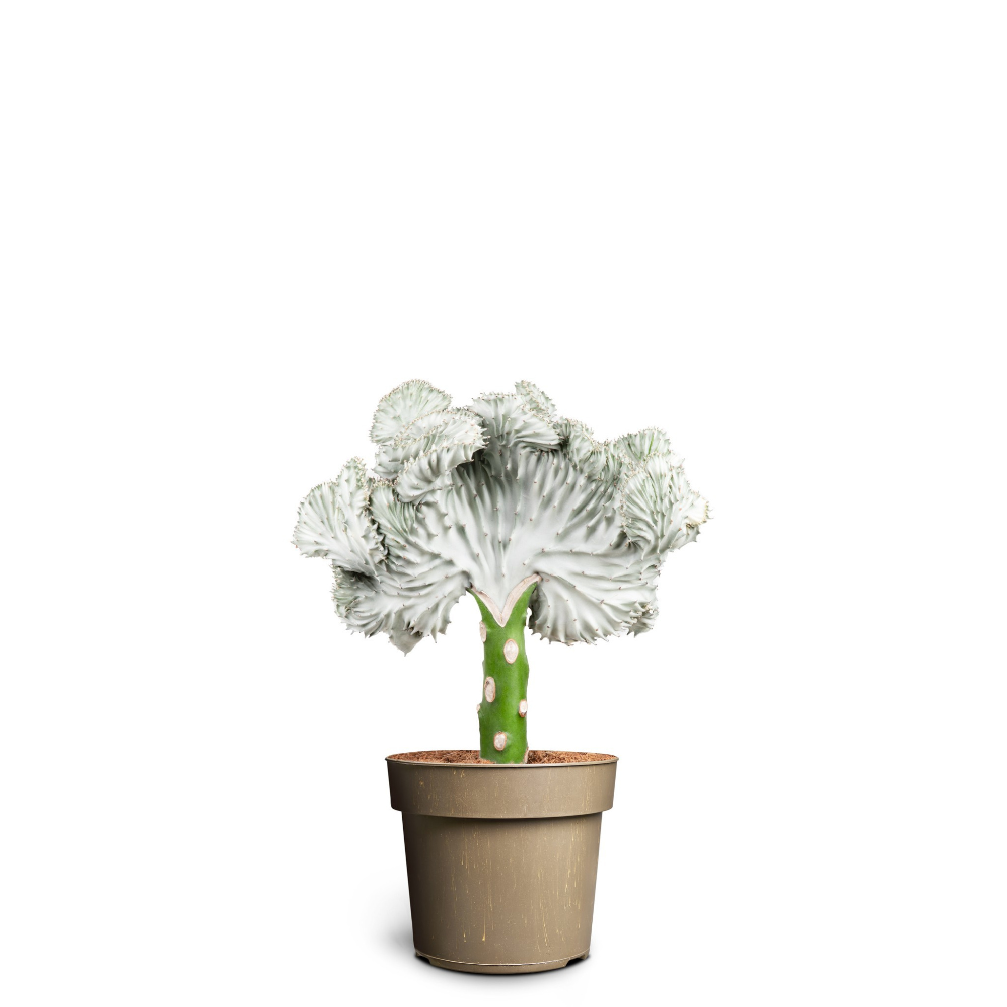 Euphorbia lactea, D 14