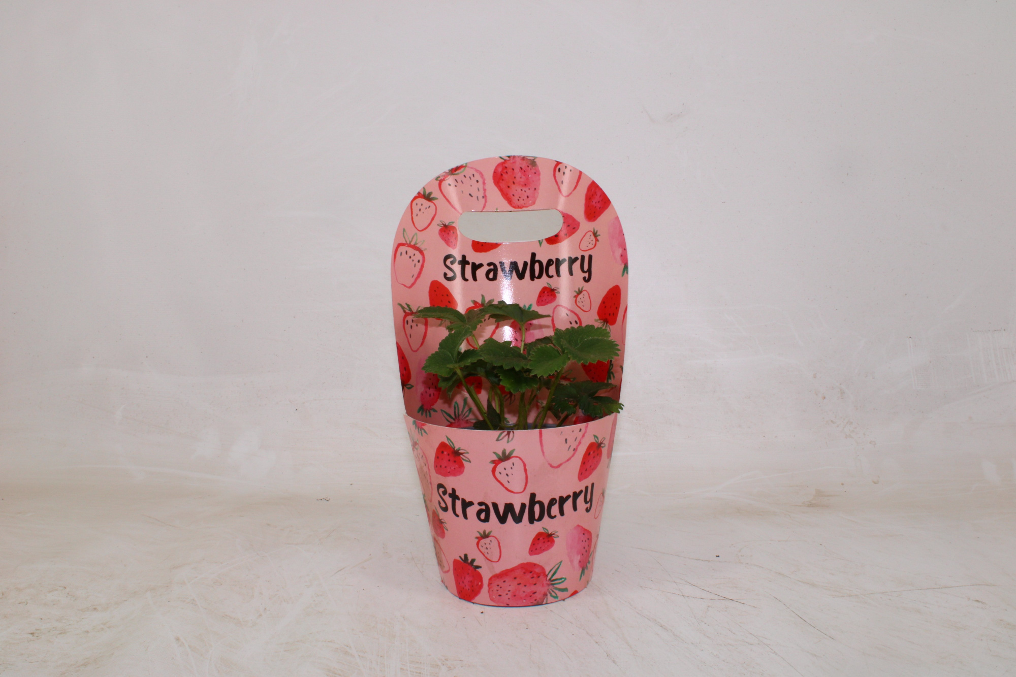 Fragaria Beltran met Potcover (Engels), D 12