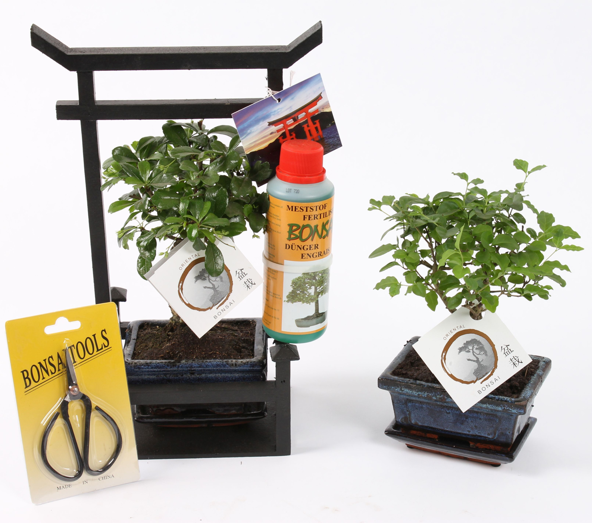 Bonsai Mixed Starterkit ø12cm in Torii with Scissor/Fertilizer, D 22 cm