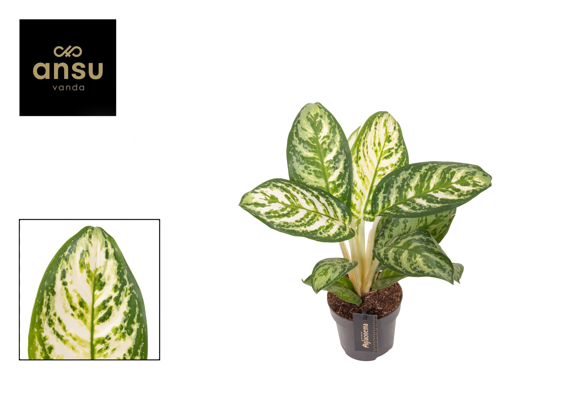 Aglaonema Minty Ice, D 12 cm