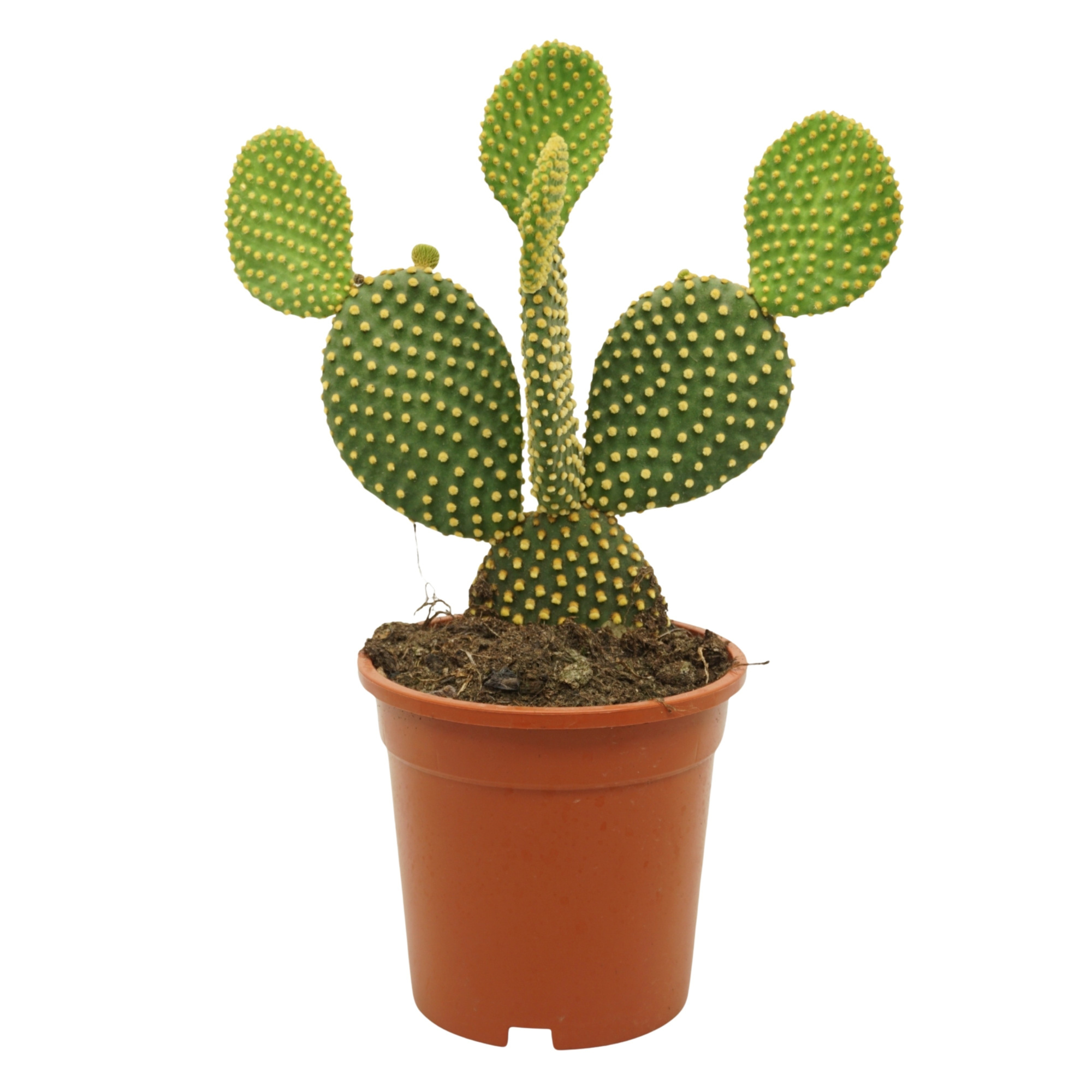 Opuntia microdasys 17 cm, D 17