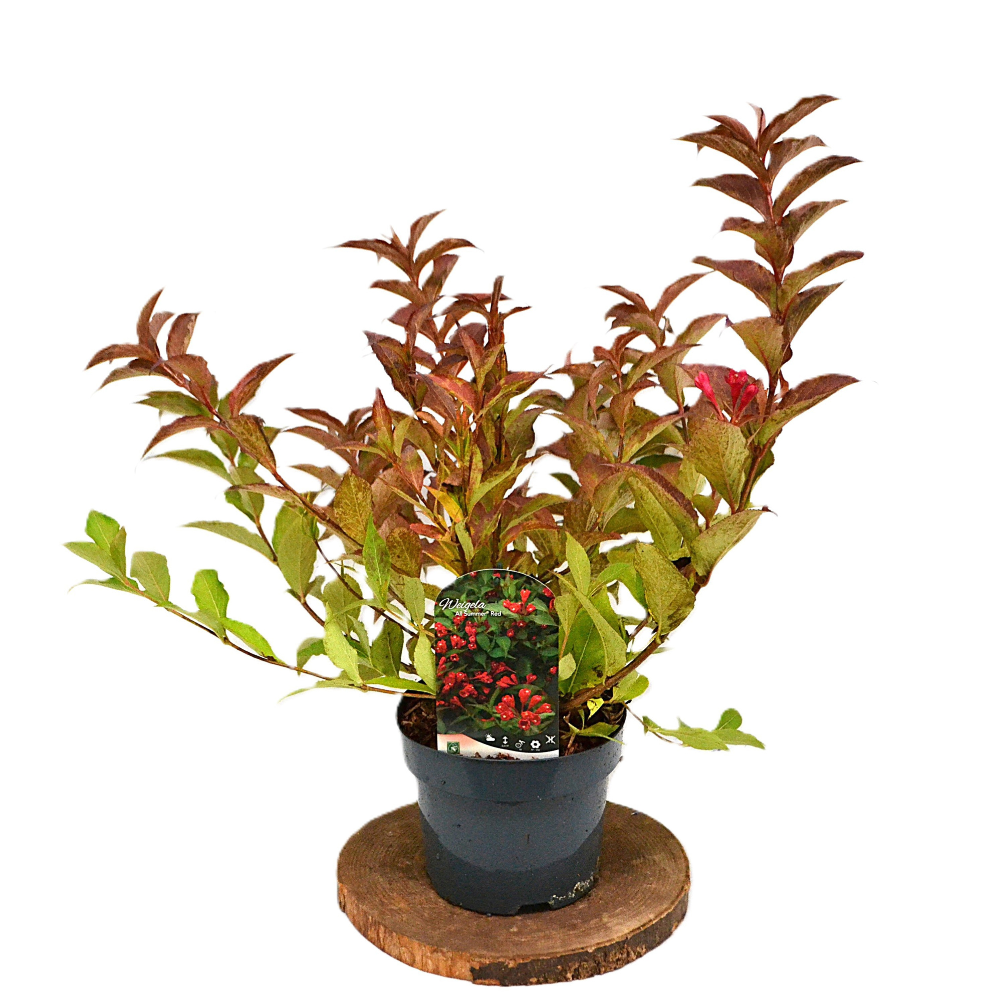 Weigela All Summer Red C3, D 19