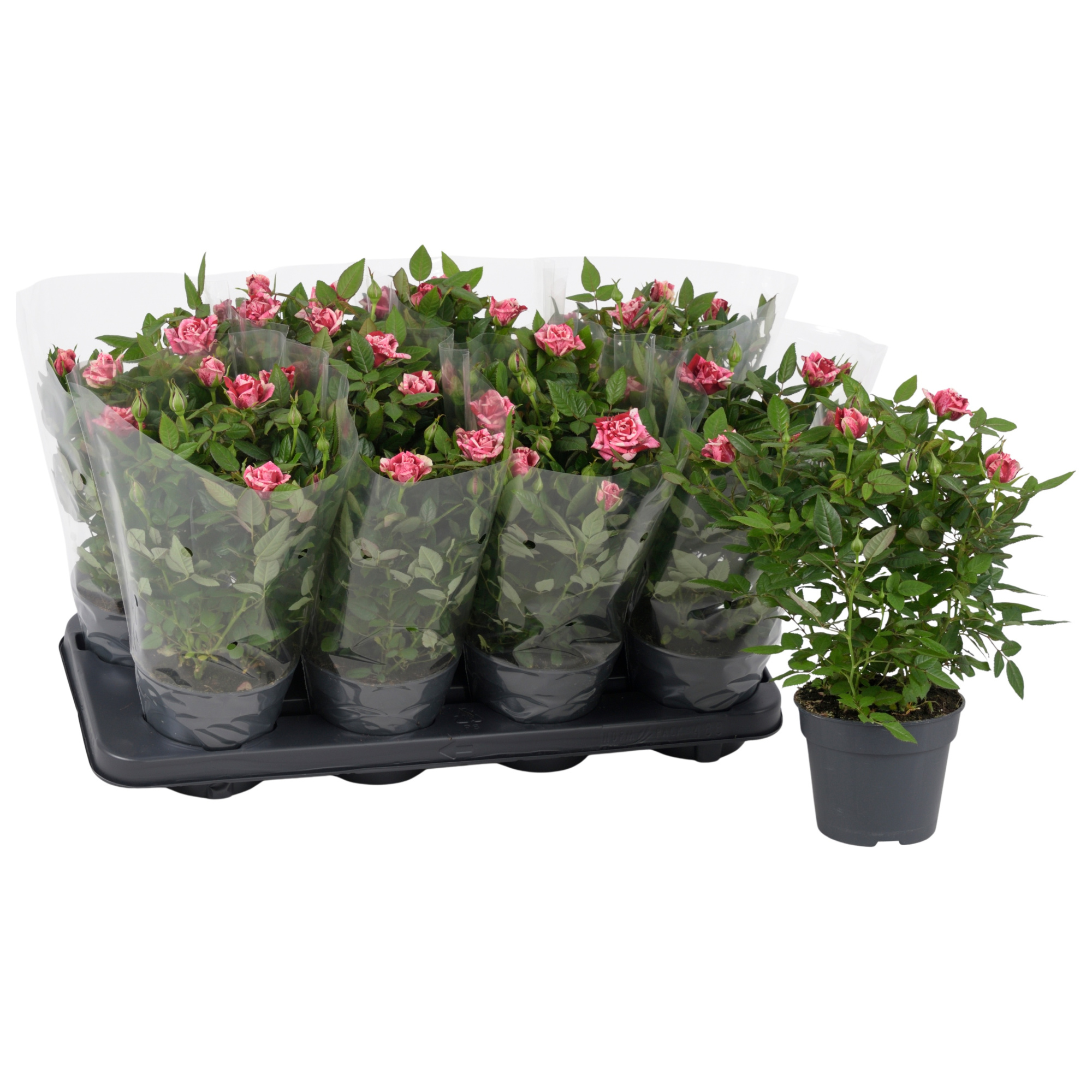 Nolina Special Roses Ø 13 cm Ganna Blanco sleeve, D 13