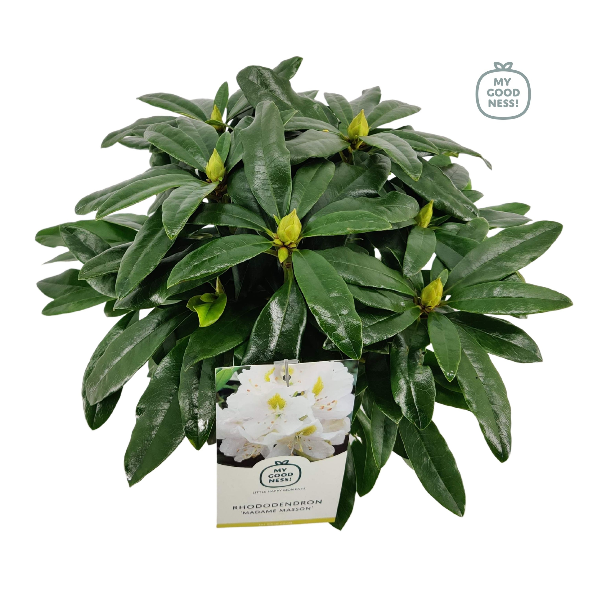 Rhododendron 30-35 /2 liter 'Madame Masson', D 17