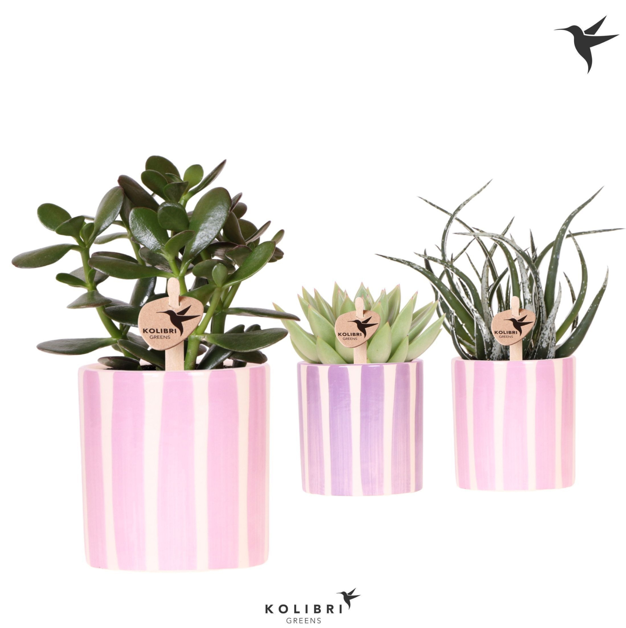 Kolibri Greens Succulenten mix in Painted Stripe pot pink mix, D 9 cm