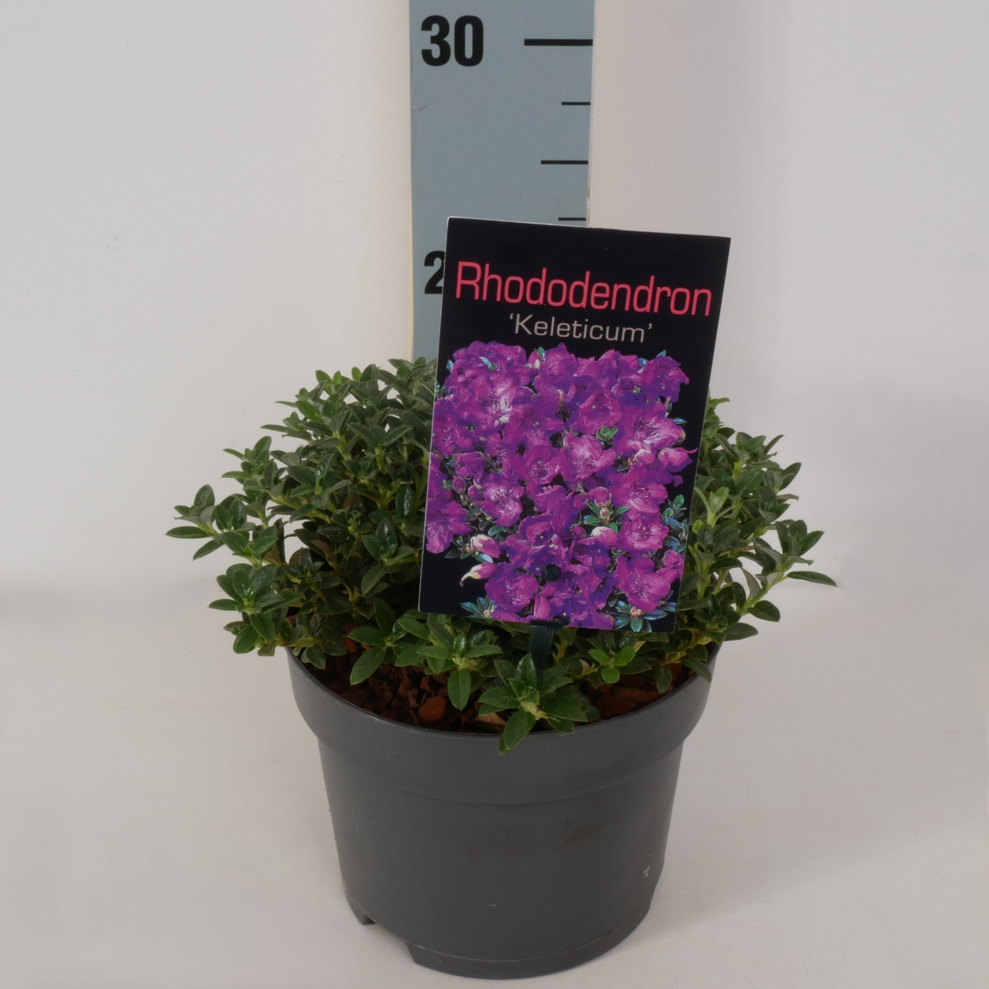 Rhododendron cal. 'Keleticum' P17, D 17