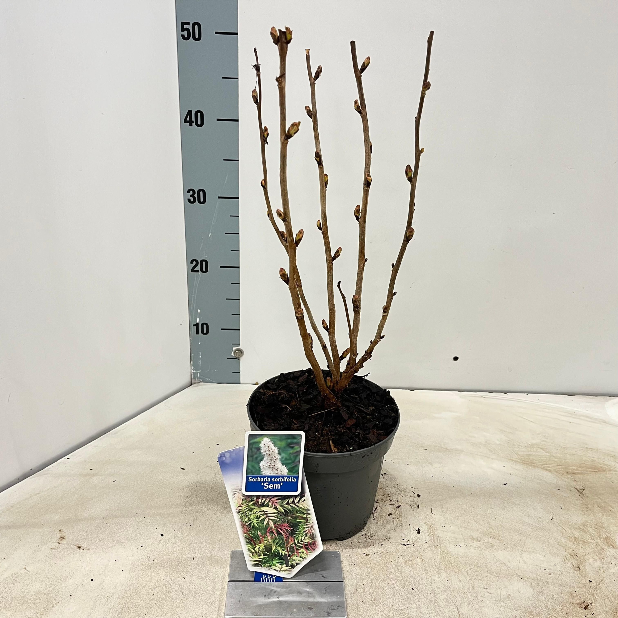 Sorbaria sorb. 'Sem' PBR, D 17