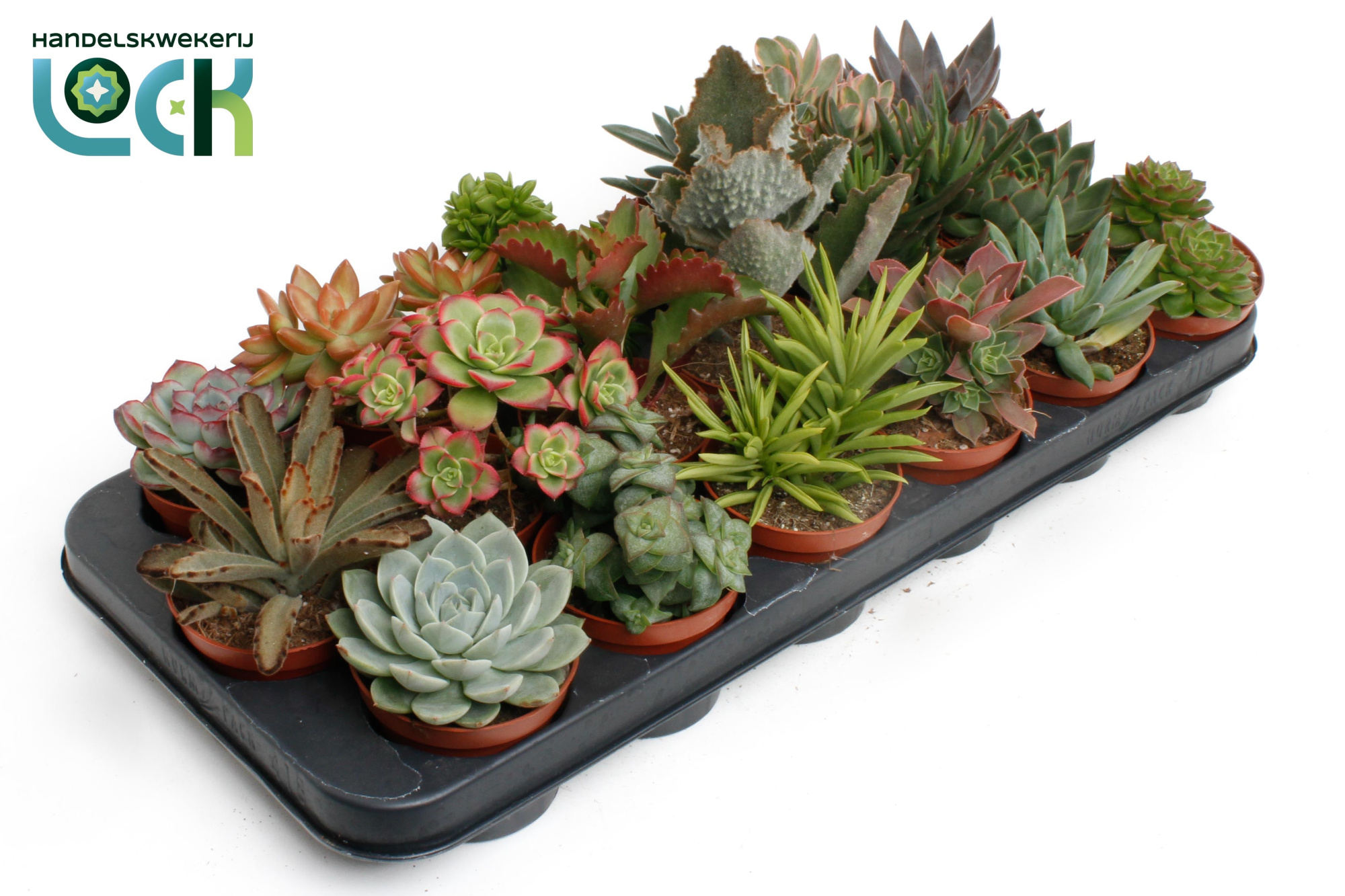 Succulenten Mix, D 8,5 cm