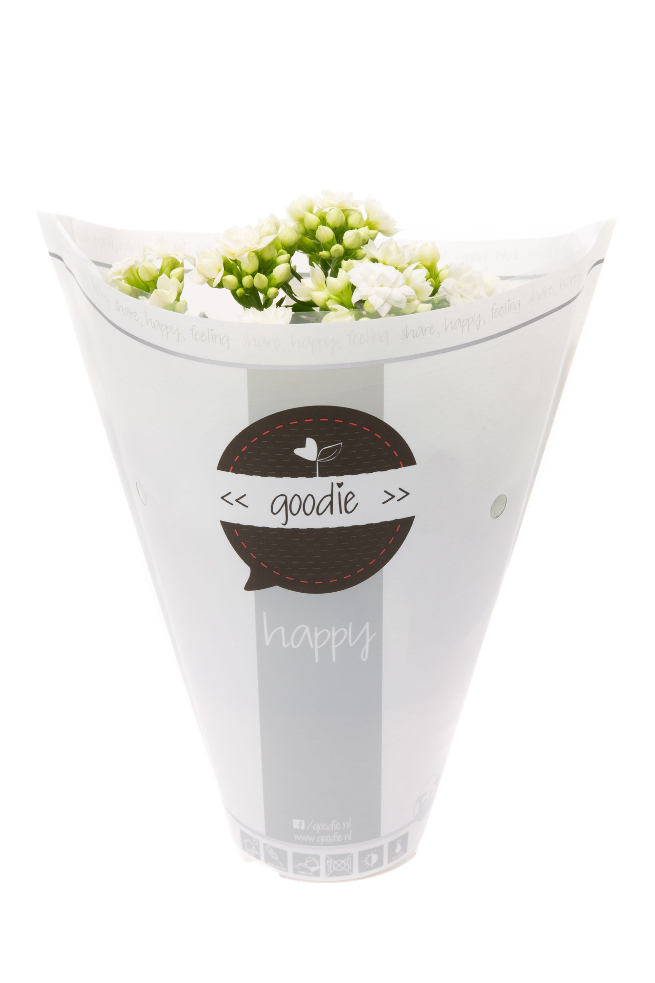 Kalanchoe dbl. Goodie White, D 10,5