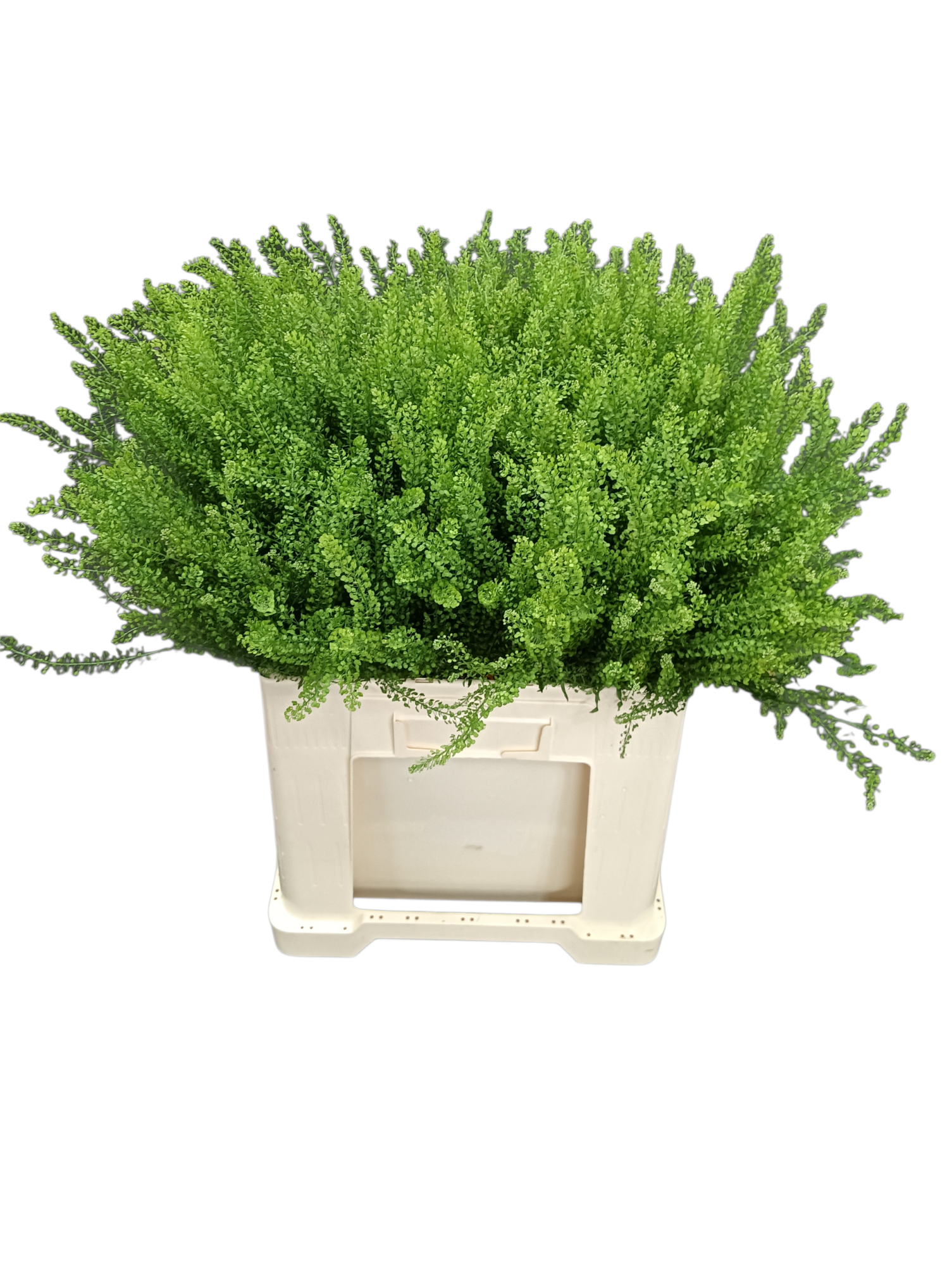 Тласпи Грин Драгон 60 (зел.), шт.