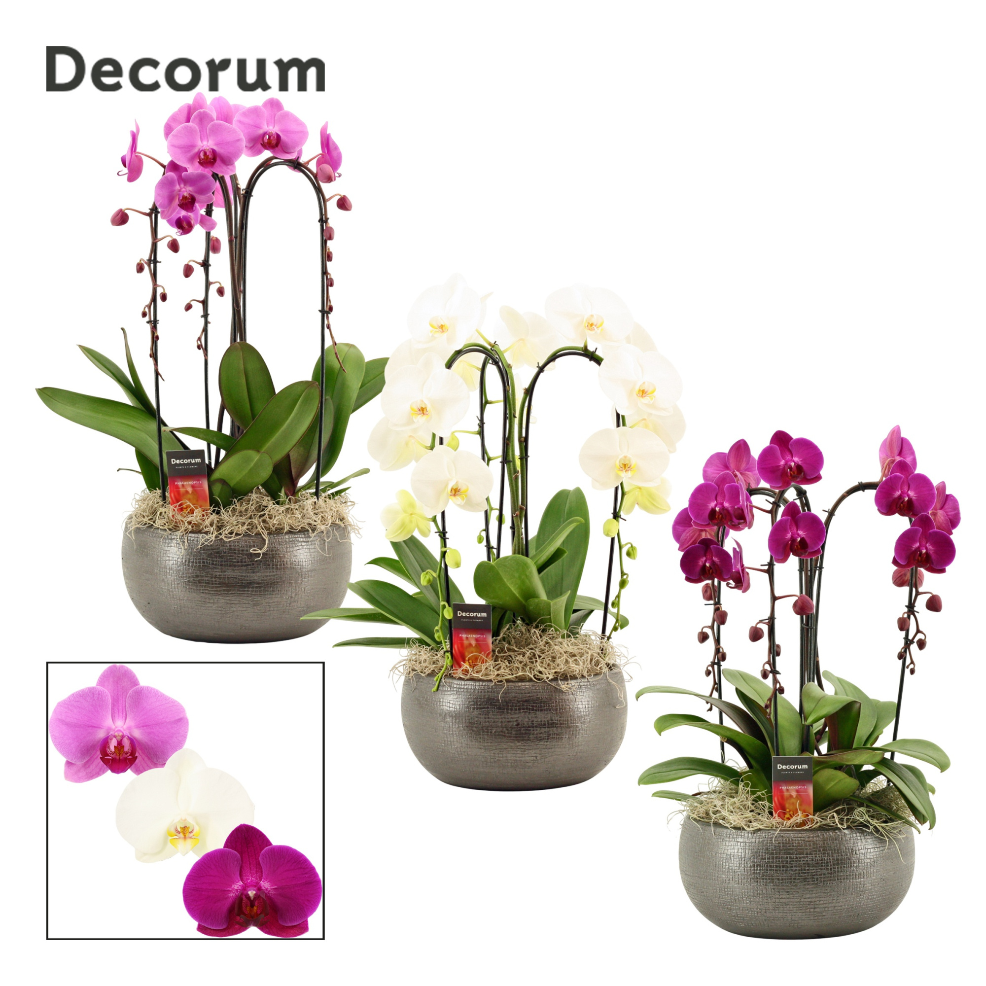 Nero cascade 3 tak symphony mix (Deco-collection), D 27