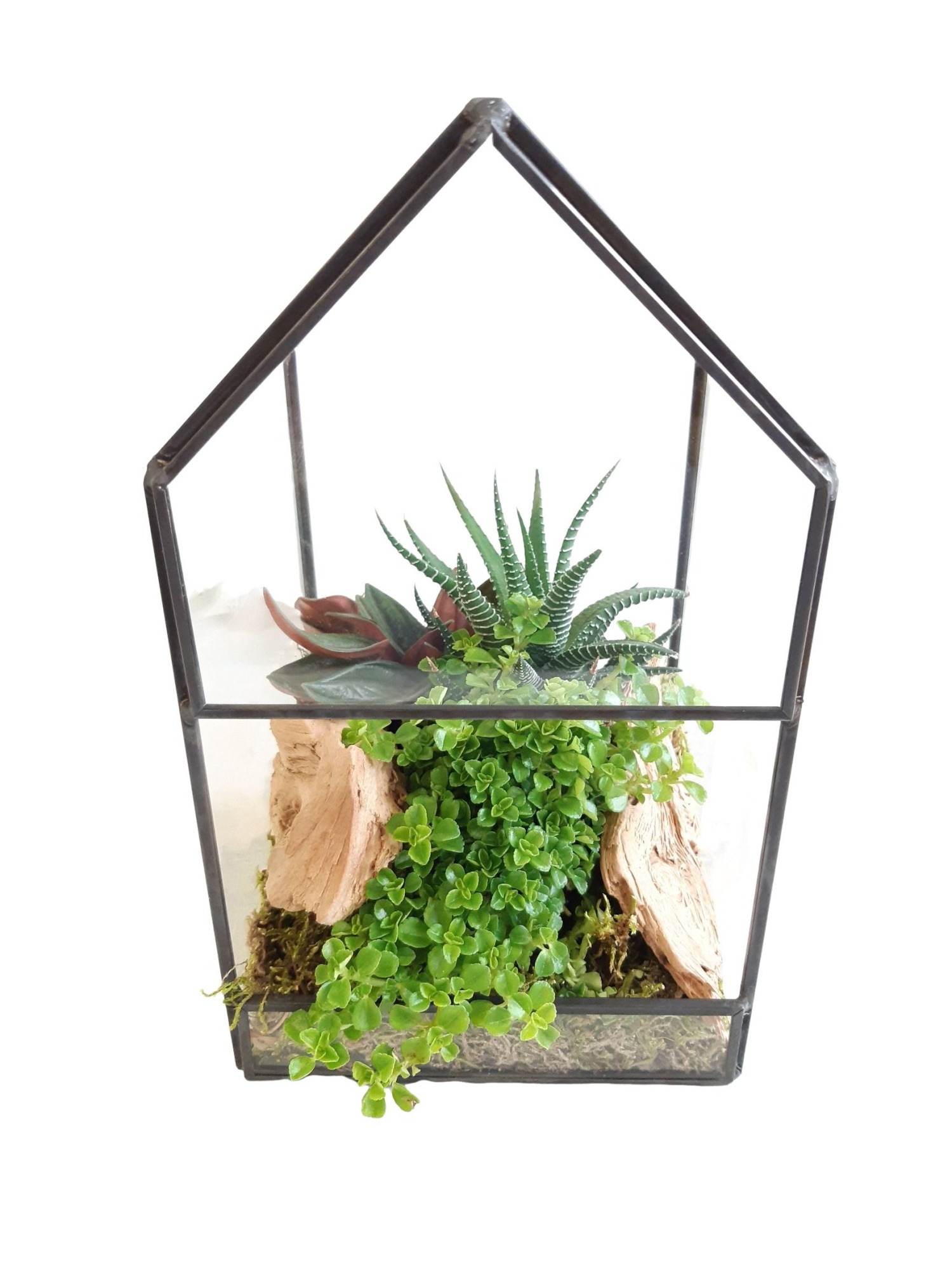 GHK12AUT H21 Terrarium glashouse mini groenmix, D 12 cm