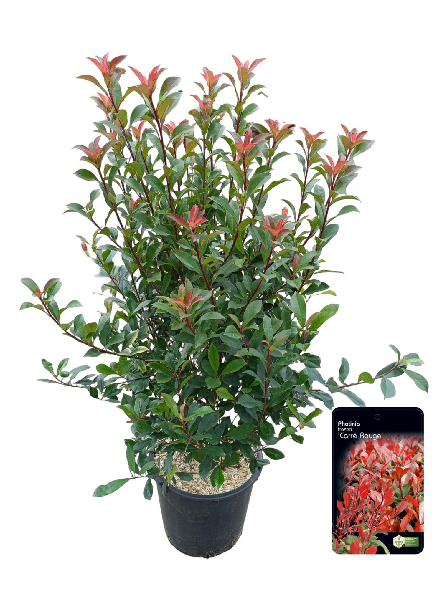Photinia fraseri 'Carré Rouge' C30, D 40 cm