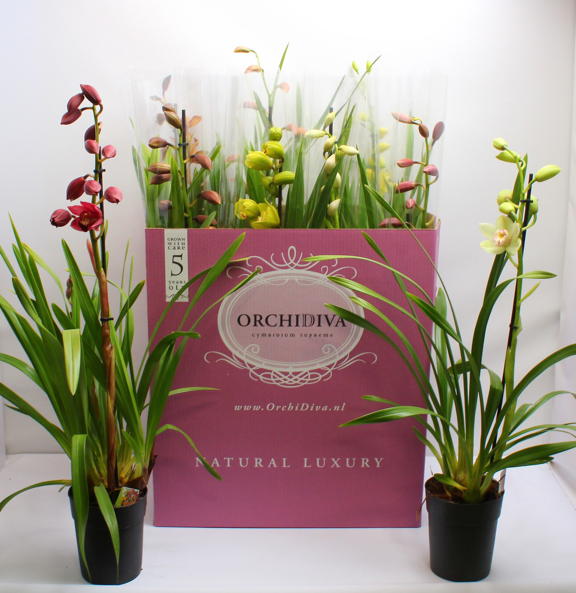 Cymbidium kleuren mix 1 tak, D 14