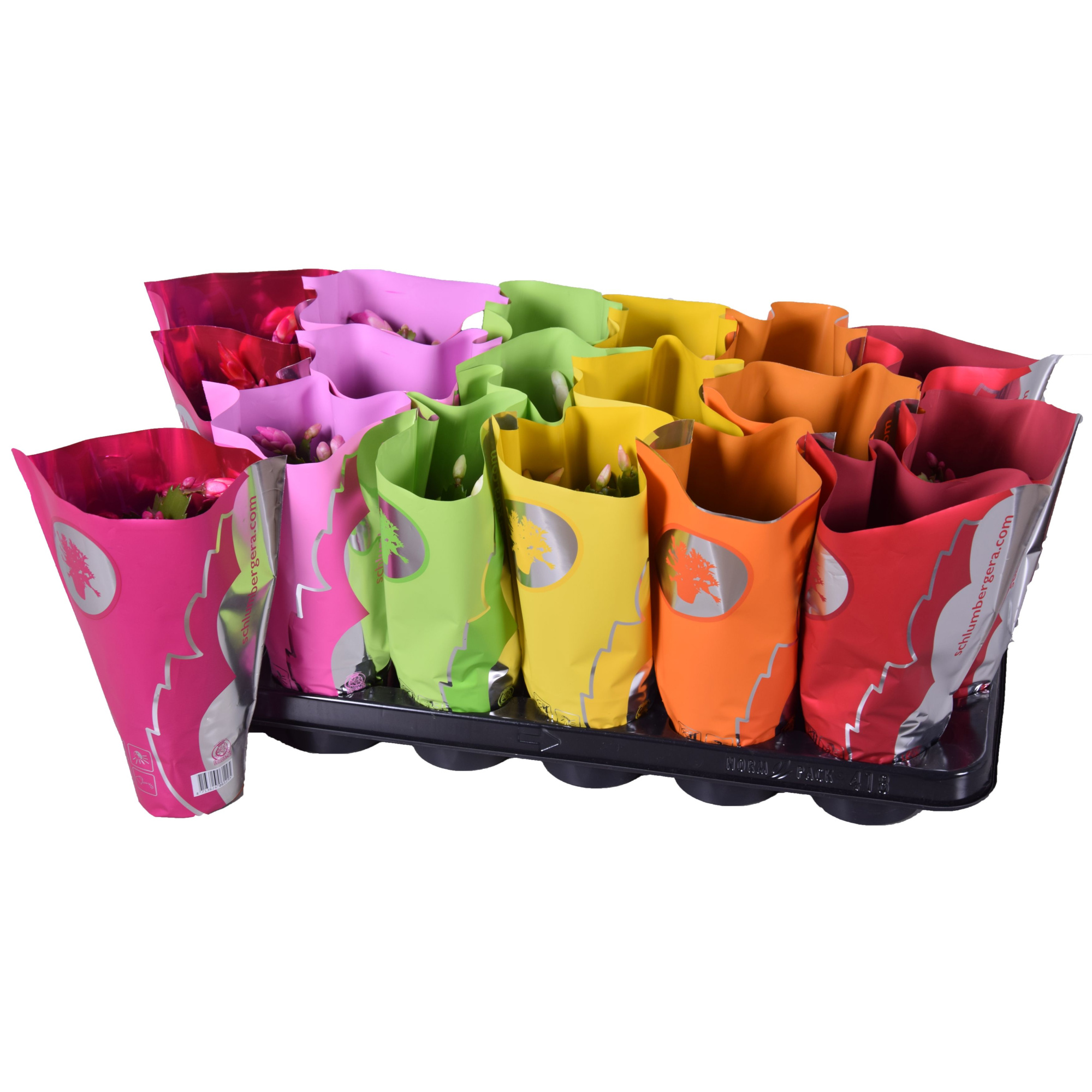 Schlumbergera 9 cm mix 3 kleur super ton sur ton hoes, D 9 cm