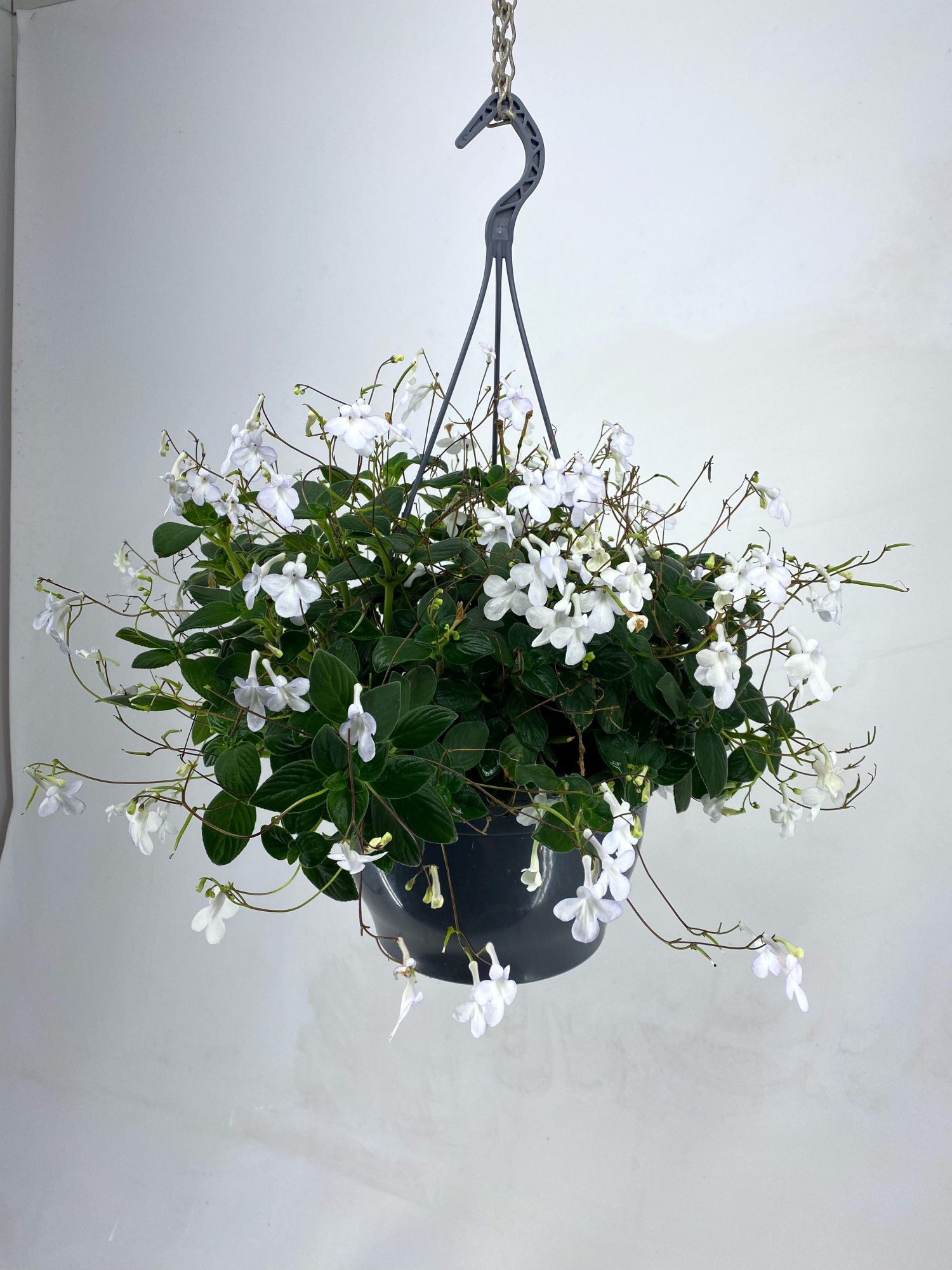 stretocarpus wit, D 23