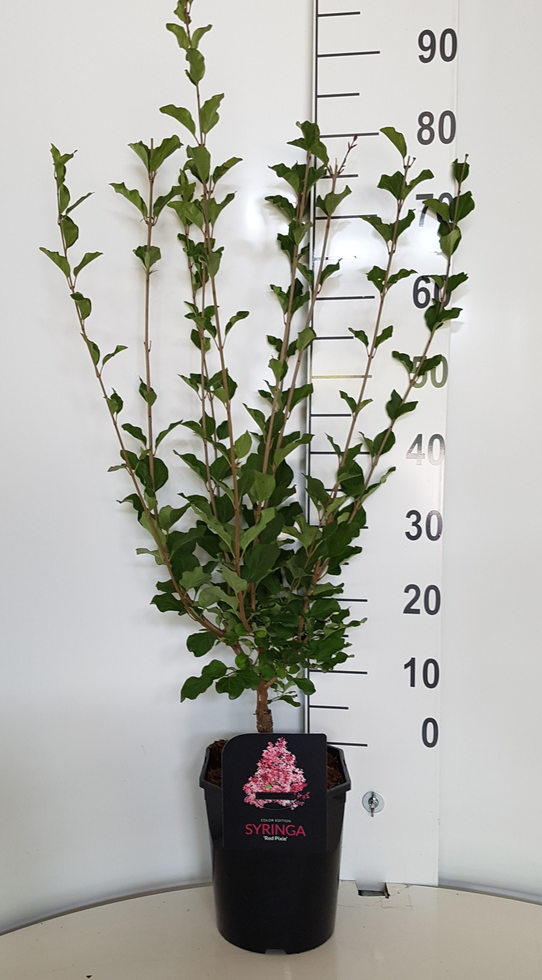 Syringa'Red Pixie'®, D 21 cm