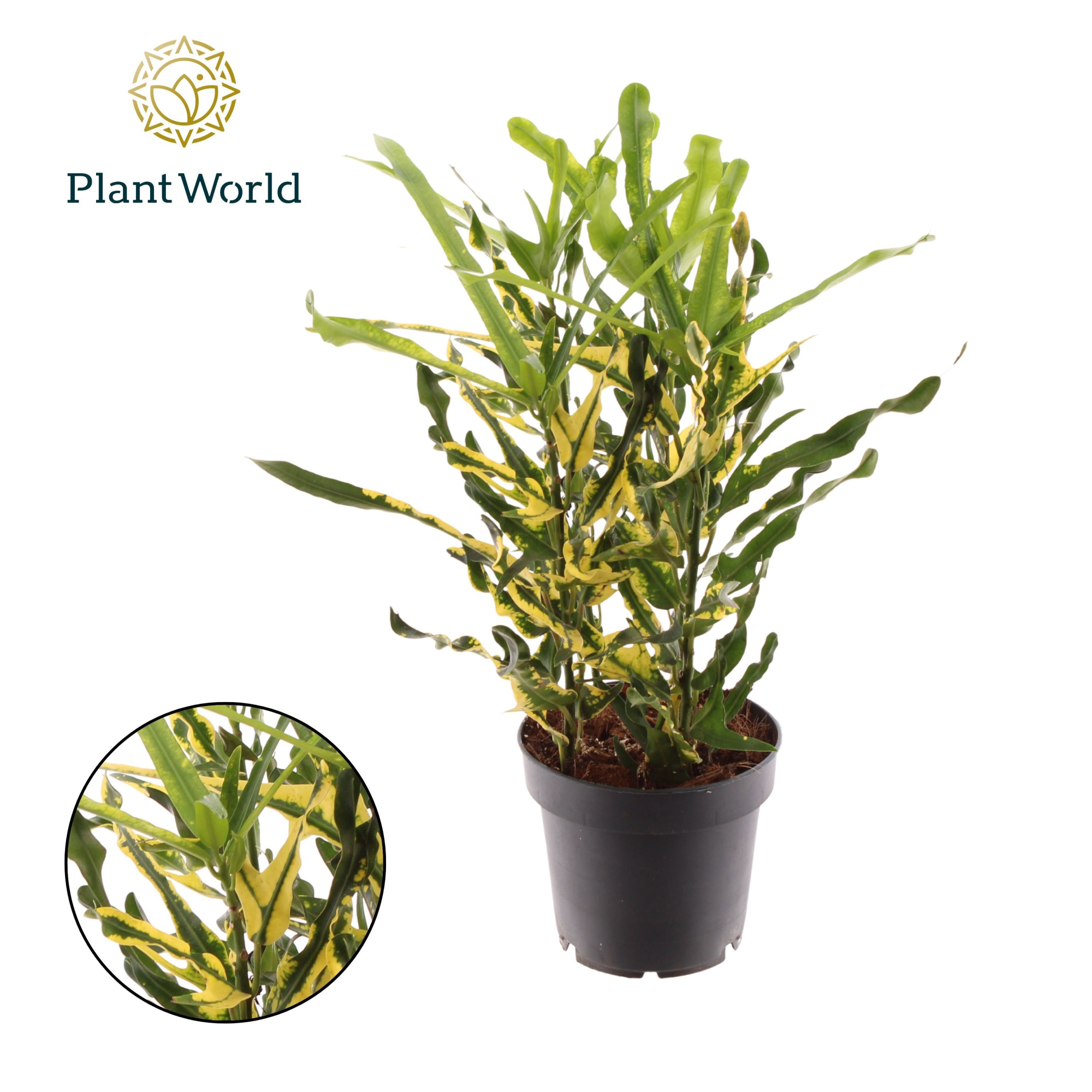 Croton Pigtail 3pp kopstek, D 12