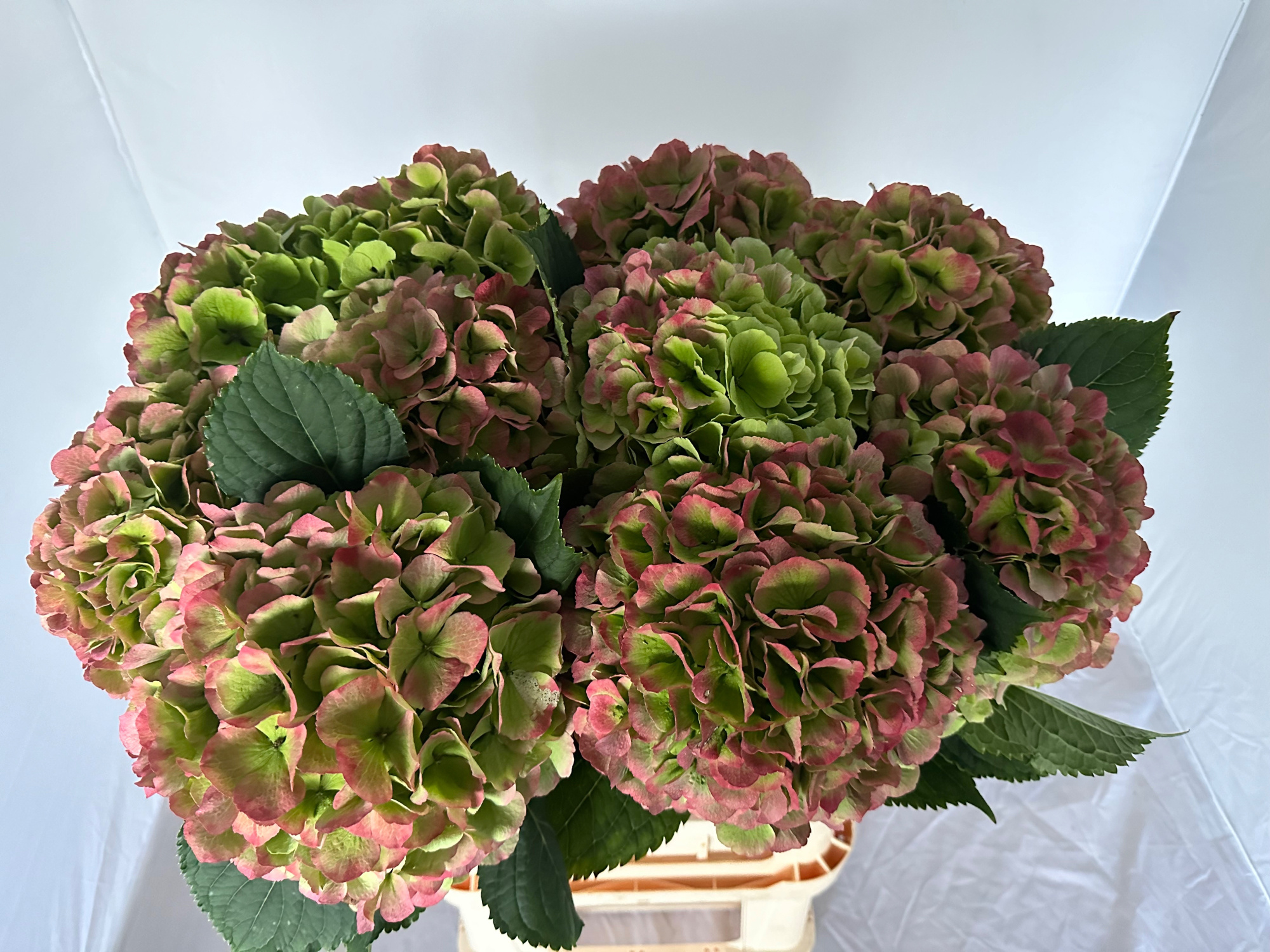 Гортензия Верена Классик 80, шт.