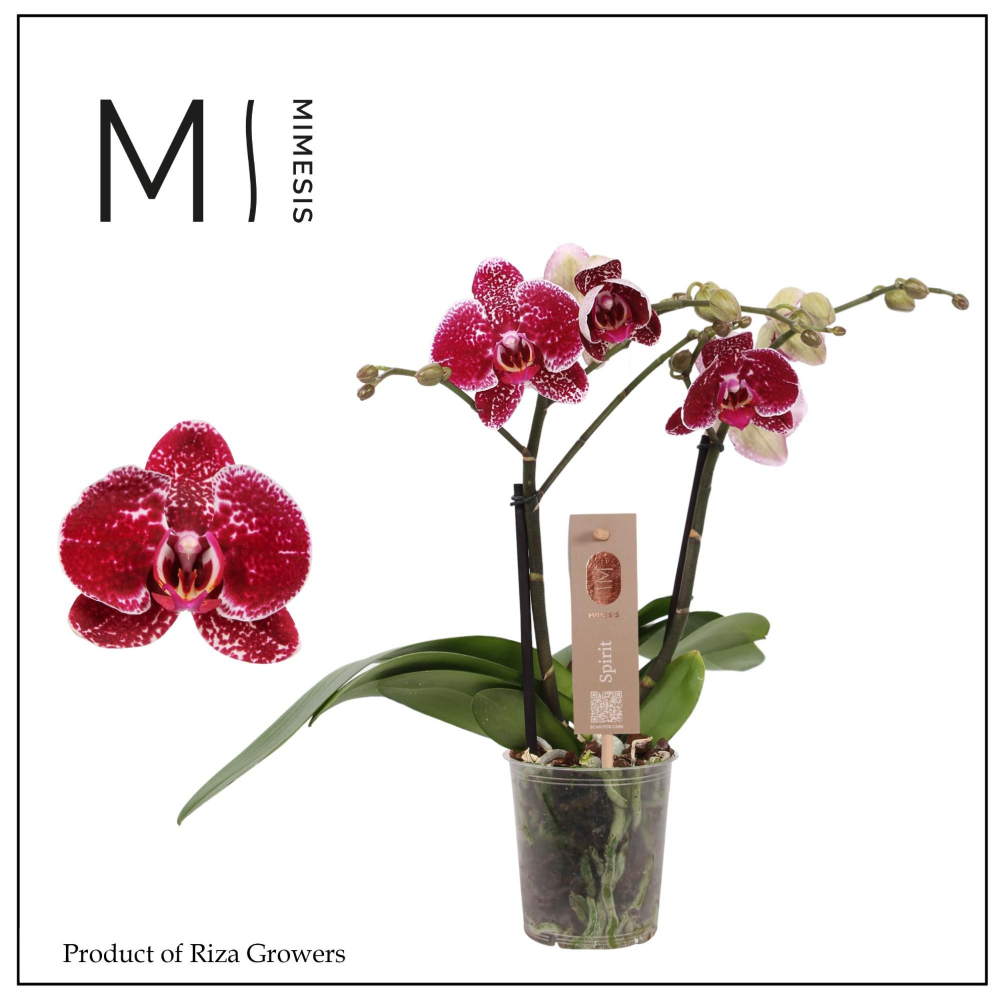 Phalaenopsis Spirit Red 2 spike - 12cm | Mimesis, D 12 cm