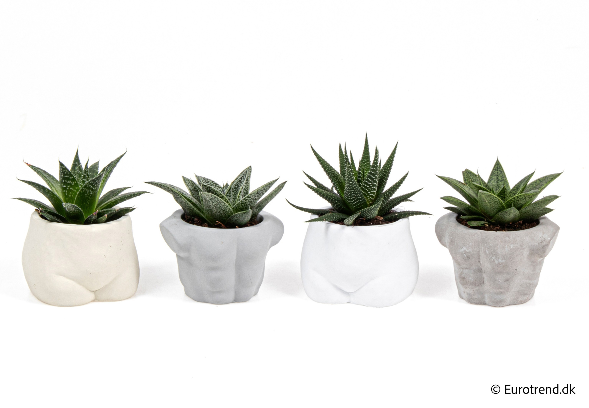 Succulent Mix in New Look ceramic 2026, D 6