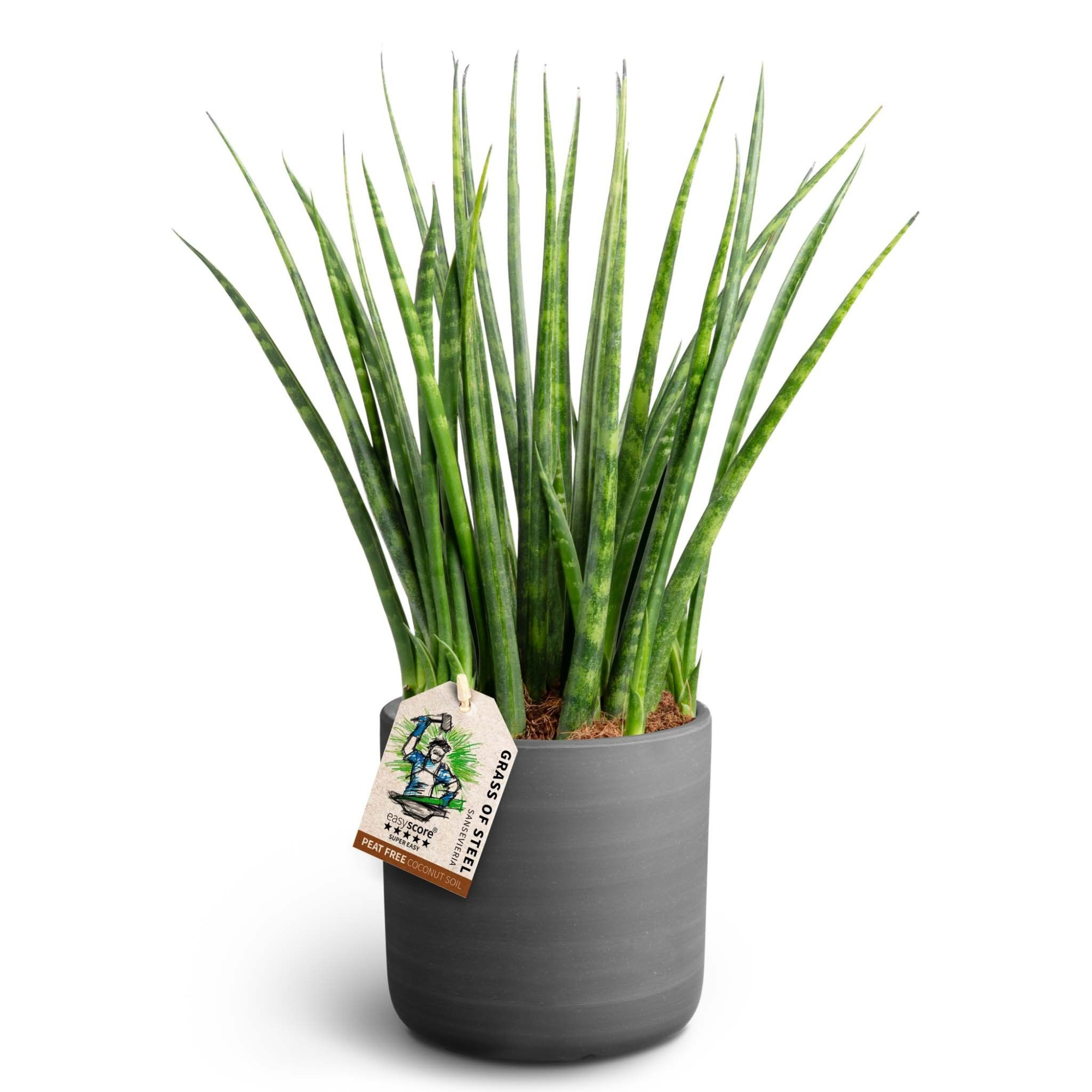 Raw Black, Sansevieria ´Fernwood´, D 12 cm