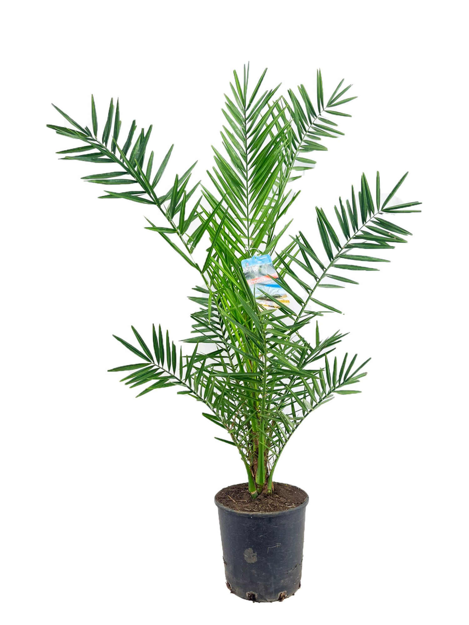 Phoenix canariensis, D 24 cm