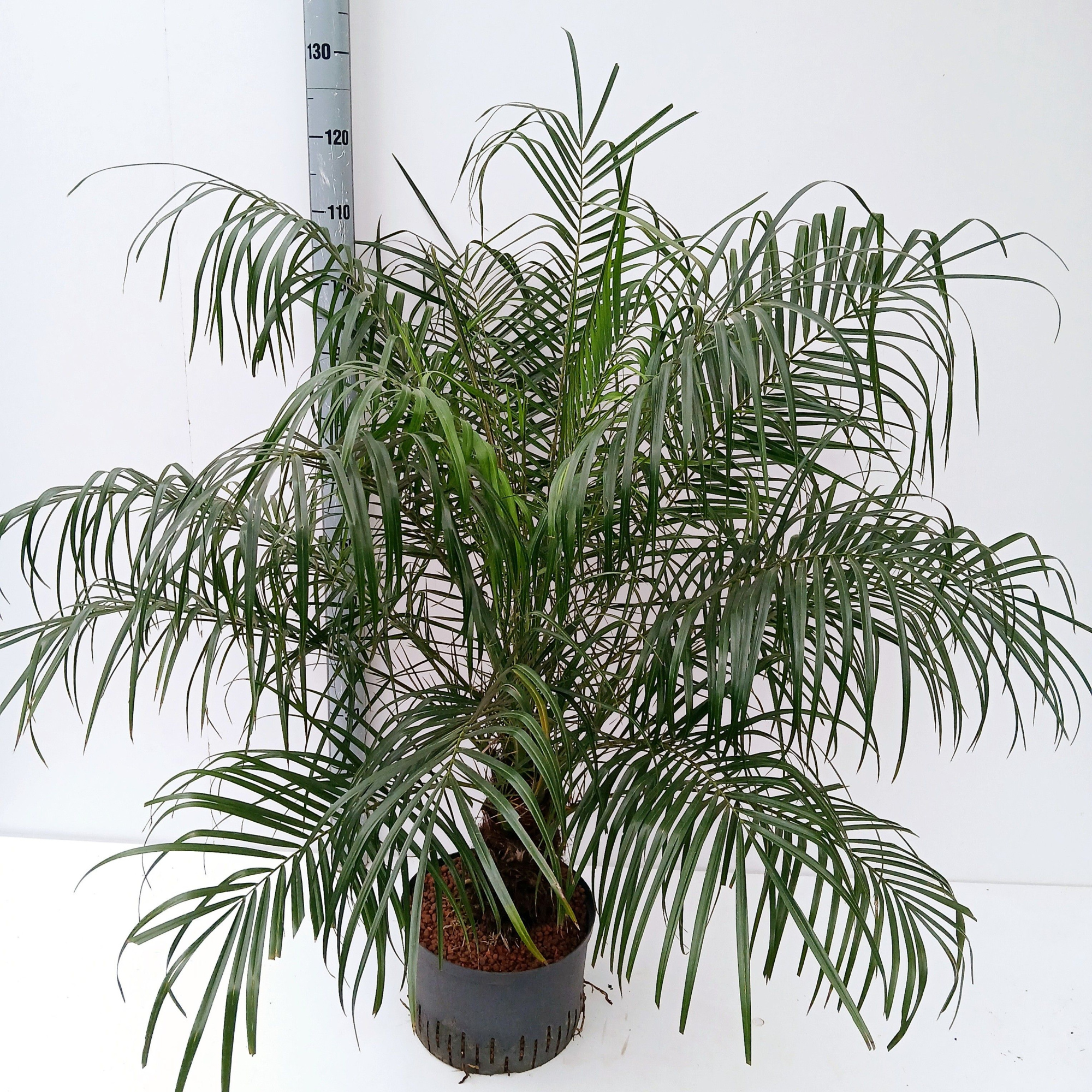 phoenix roebelenii hydro, D 28