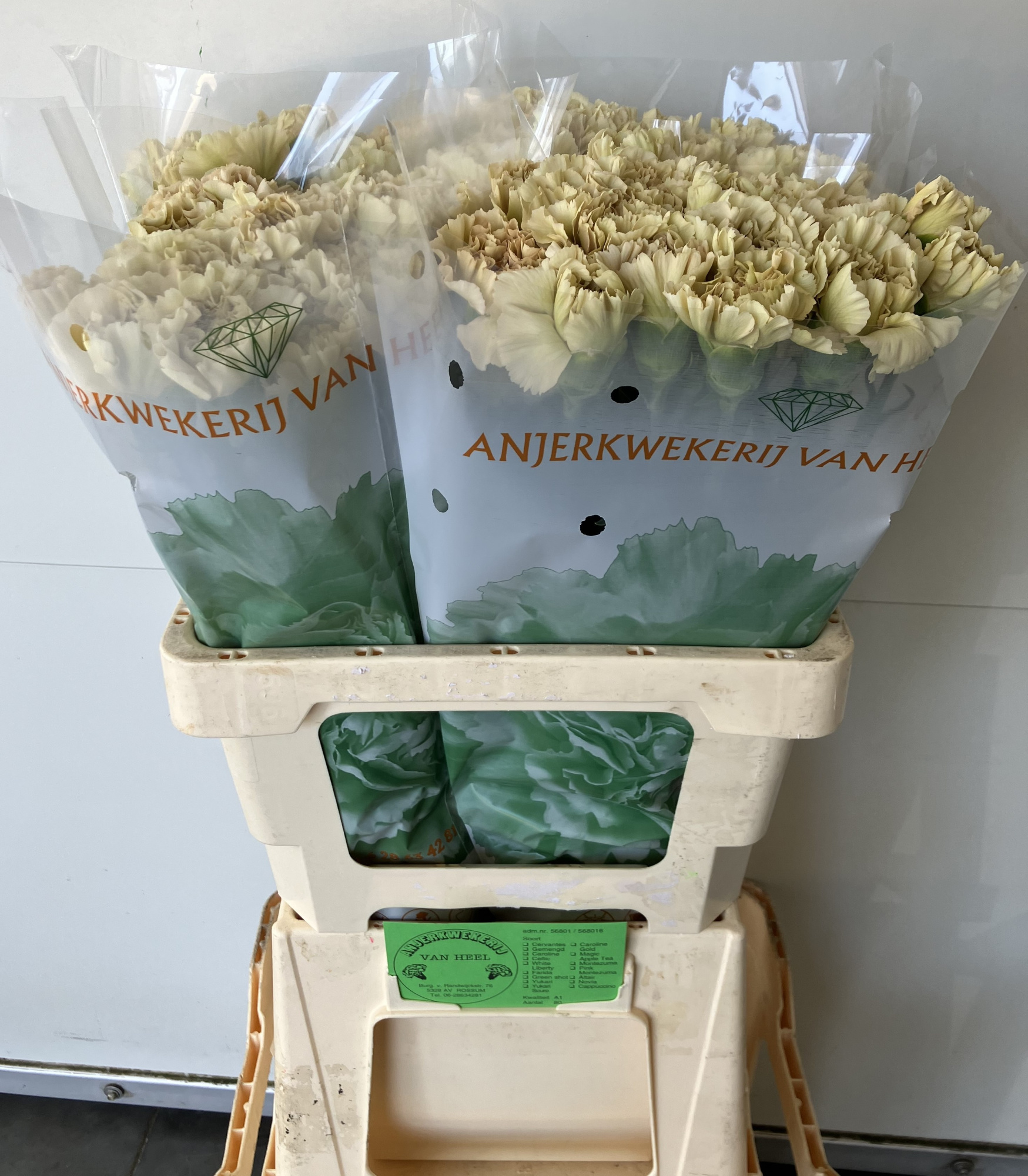 Диантус од. Каппуччино, шт.