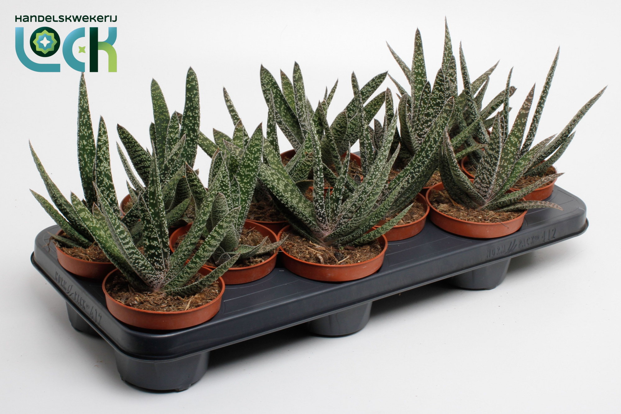 Gasteria Carinata 'Big Ben, D 10,5 cm