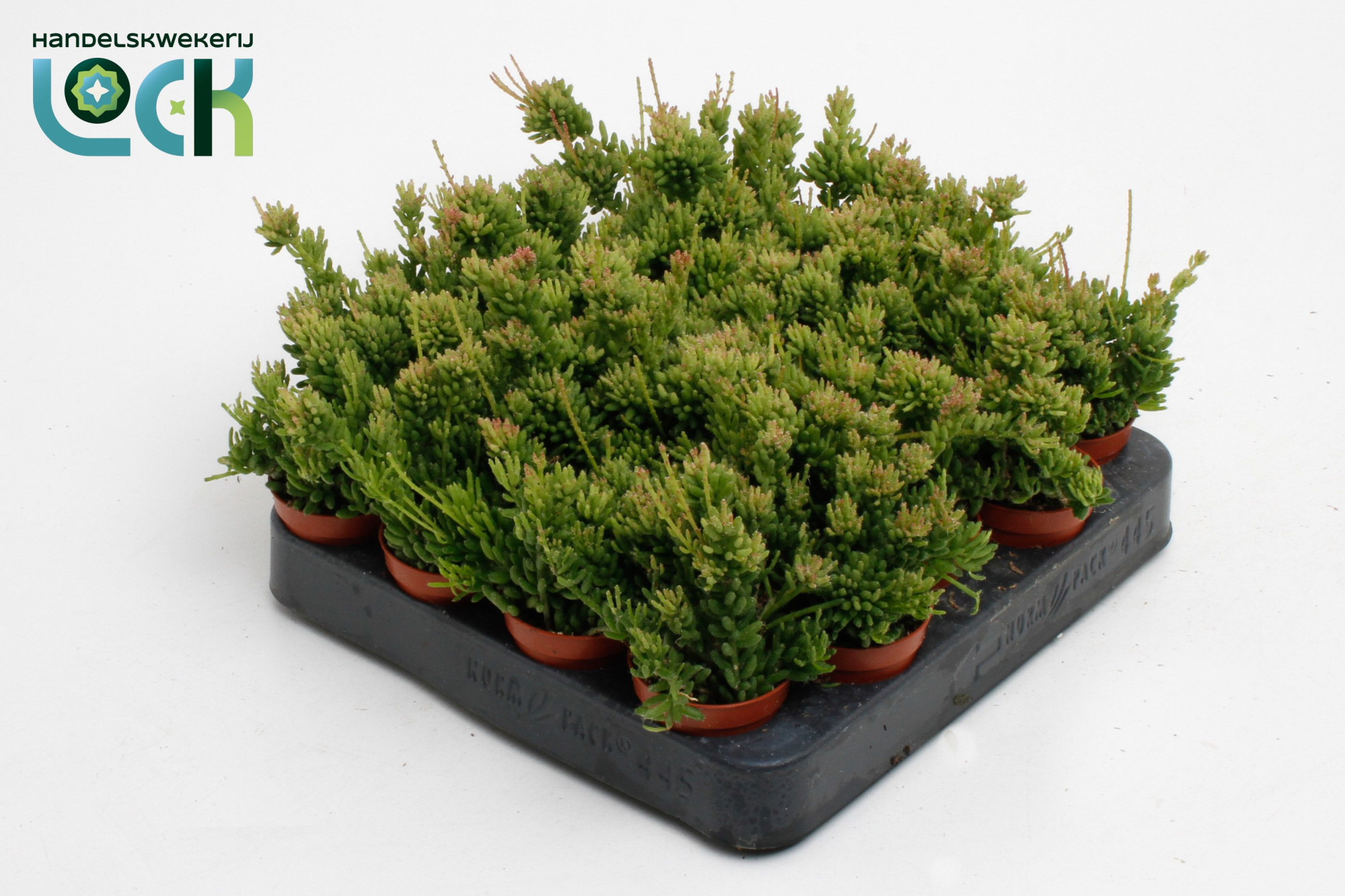 Rhipsalis Mesembryanthemoides, D 5,5