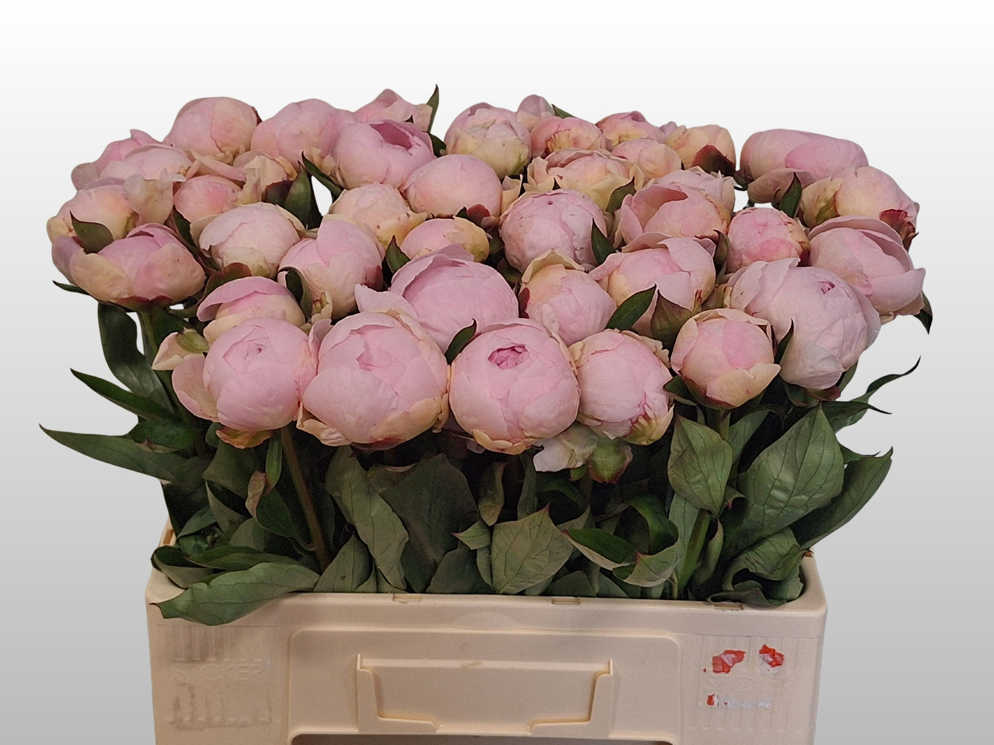 Пион Флоренс Николь 55 (светло-роз.), шт.