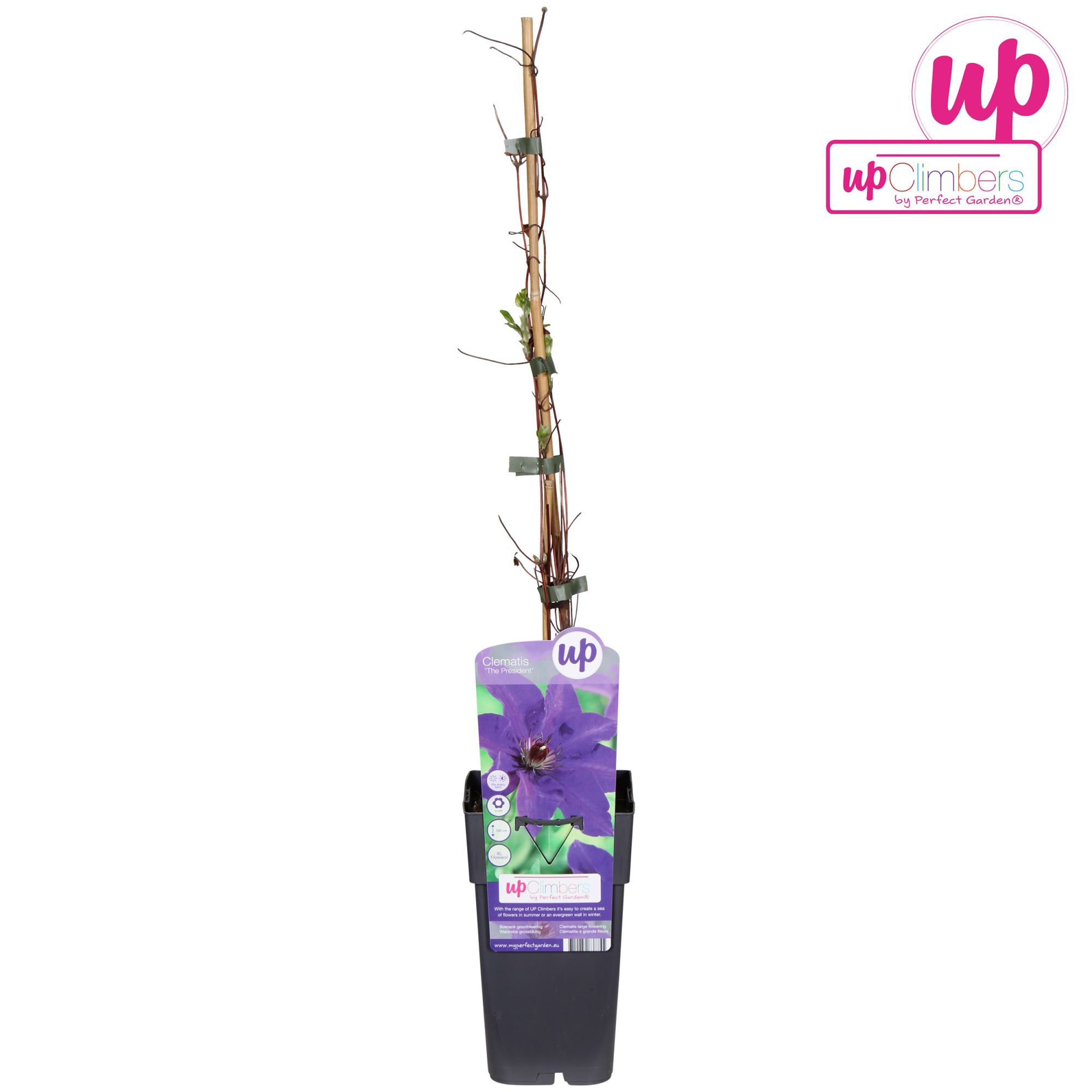 Clematis The President P15, D 15