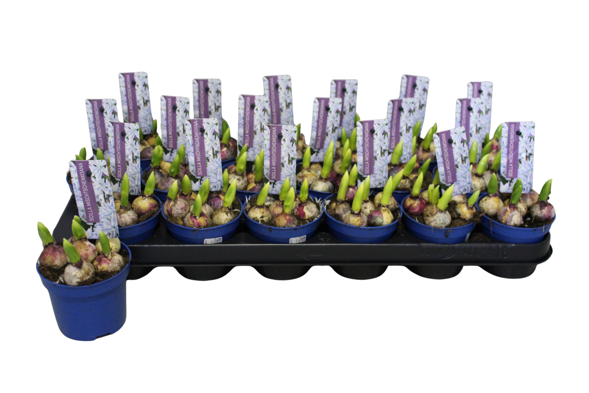 Scilla Tubergeniana, D 9