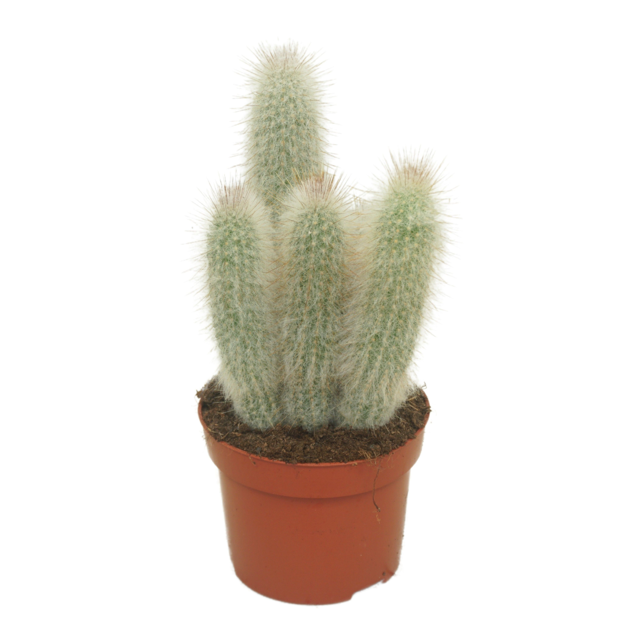 Austrocephalocereus dybowski 12 cm., D 12