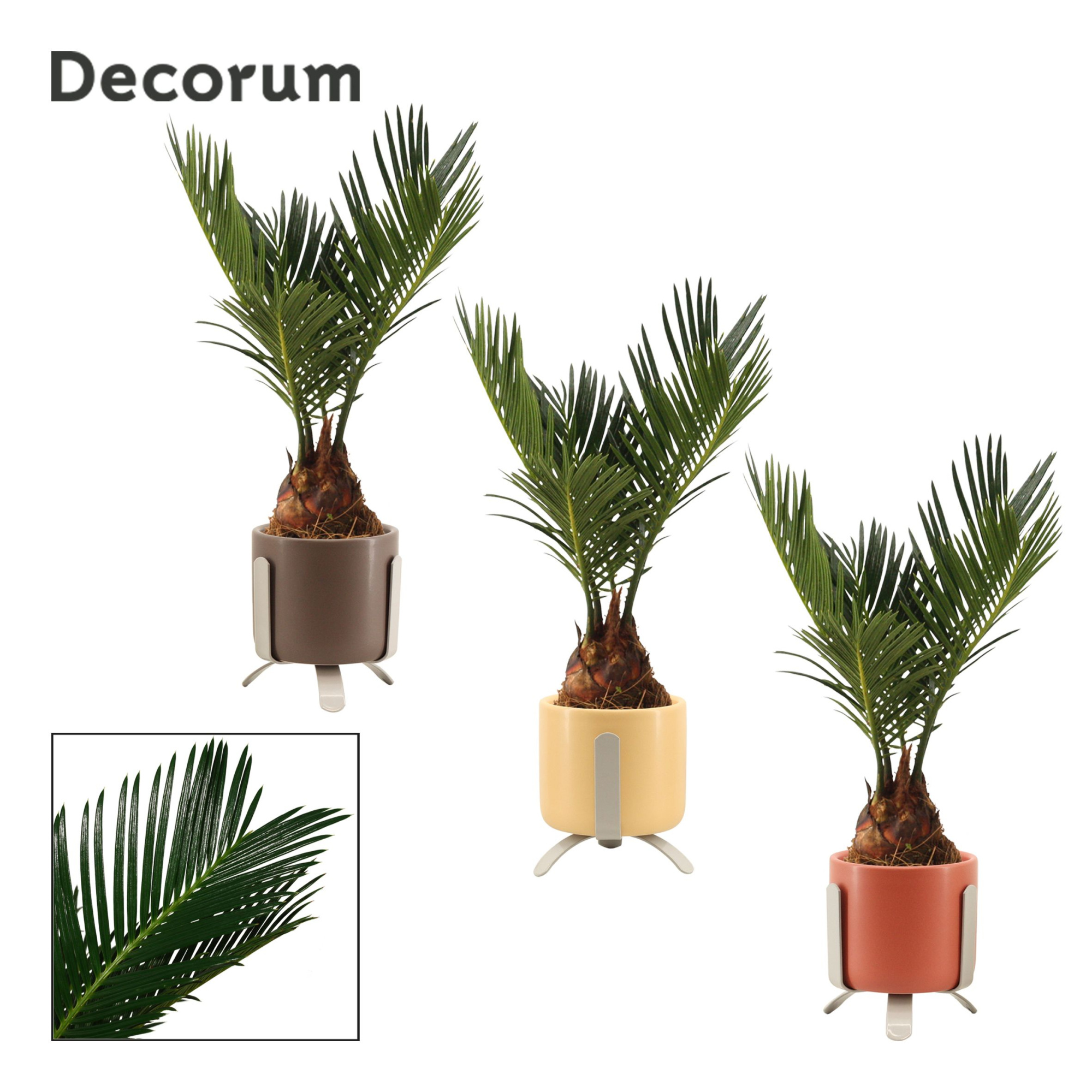 Cycas Revoluta 6 cm Decorum, 3+ veren in Luca (Nature Love-coll, D 6