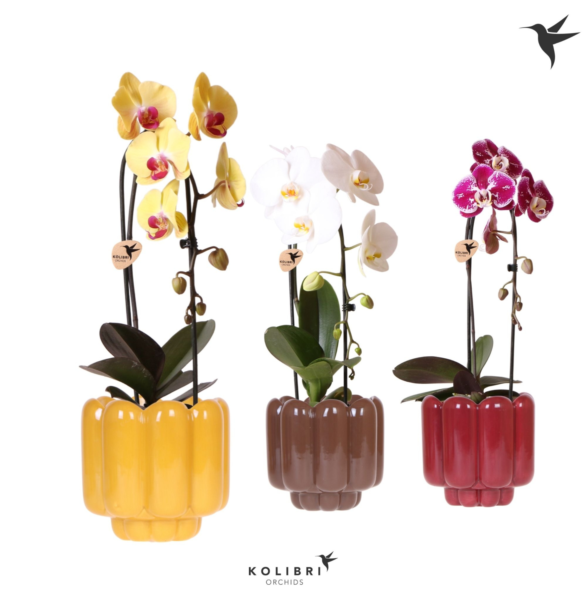 Kolibri Orchids Cascade Niagara Fall mix 1 spike in Retro pot yellow mix, D 12