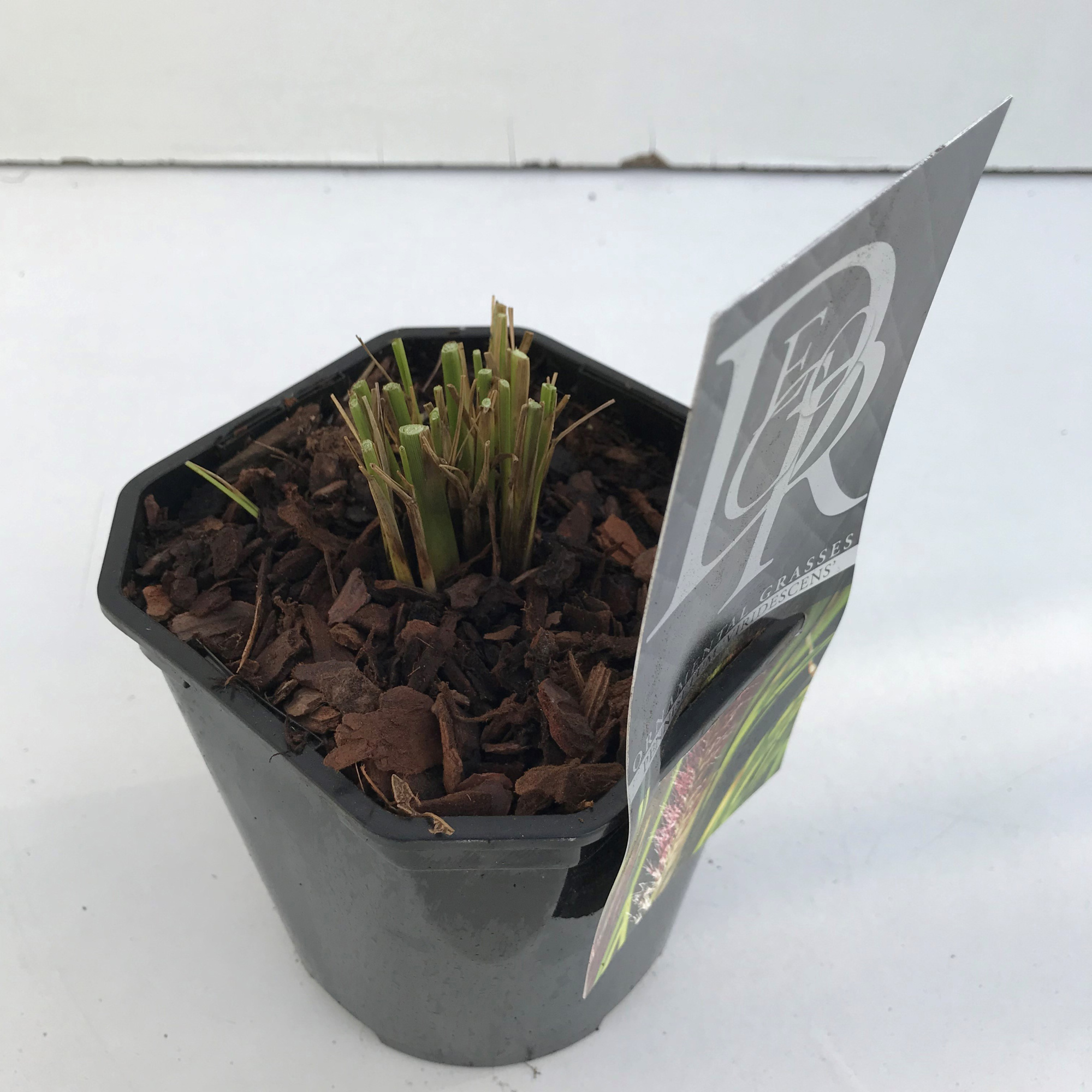 Pennisetum 'Viridescens', D 17