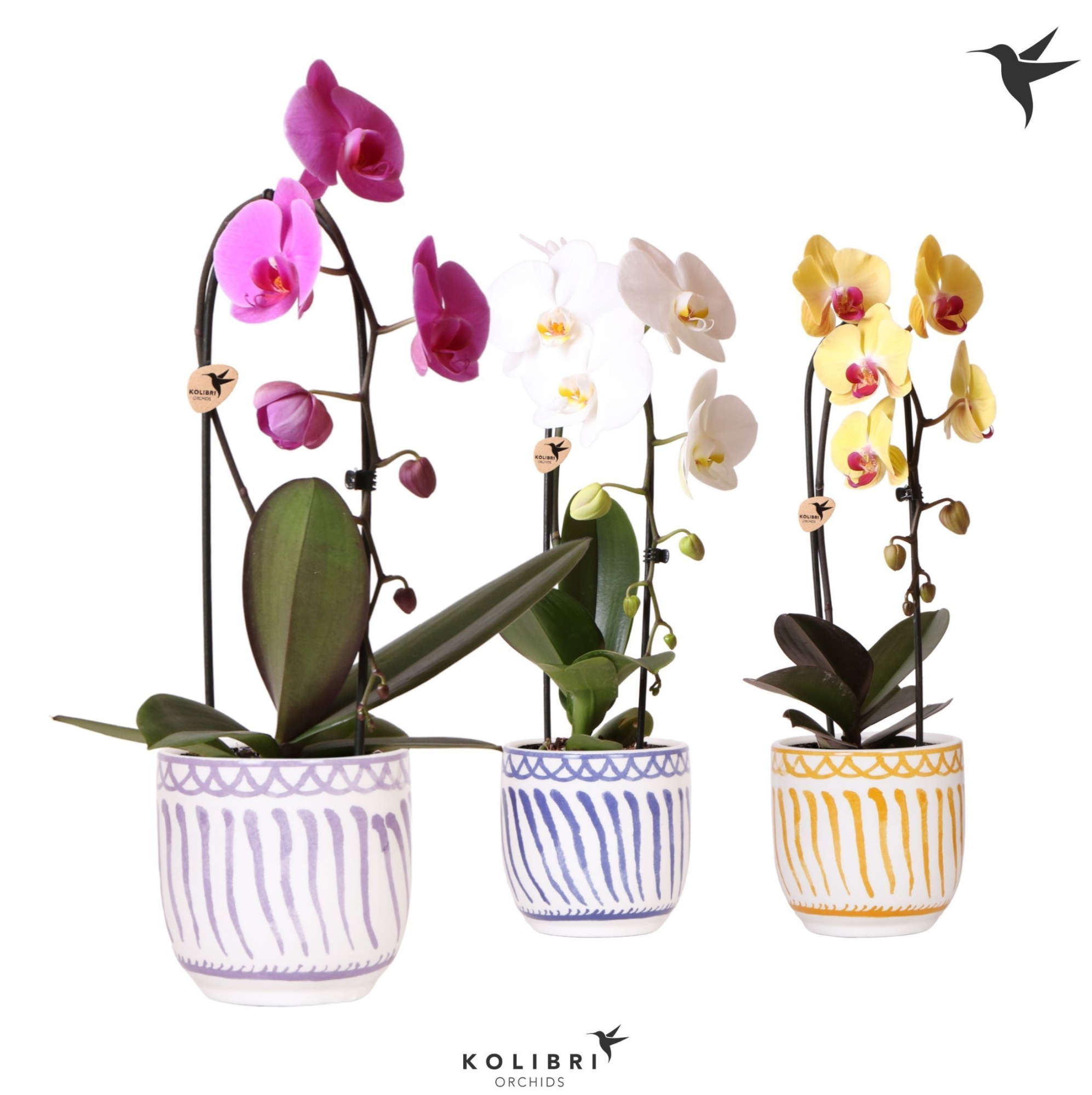 Kolibri Orchids Cascade Niagara Fall mix 1 spike in Granada pot mix, D 12 cm