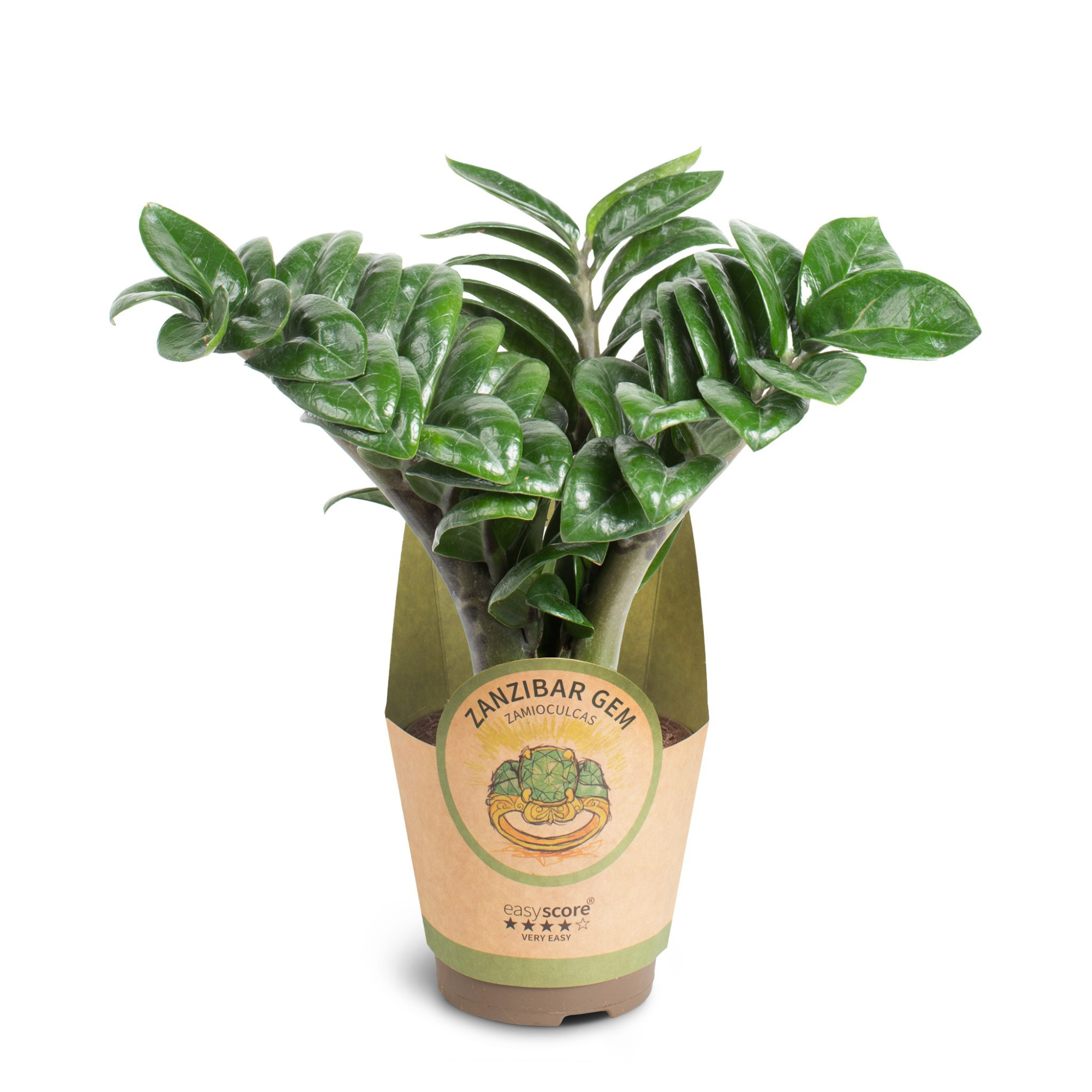 Zamioculcas ´Zenzi´, D 11