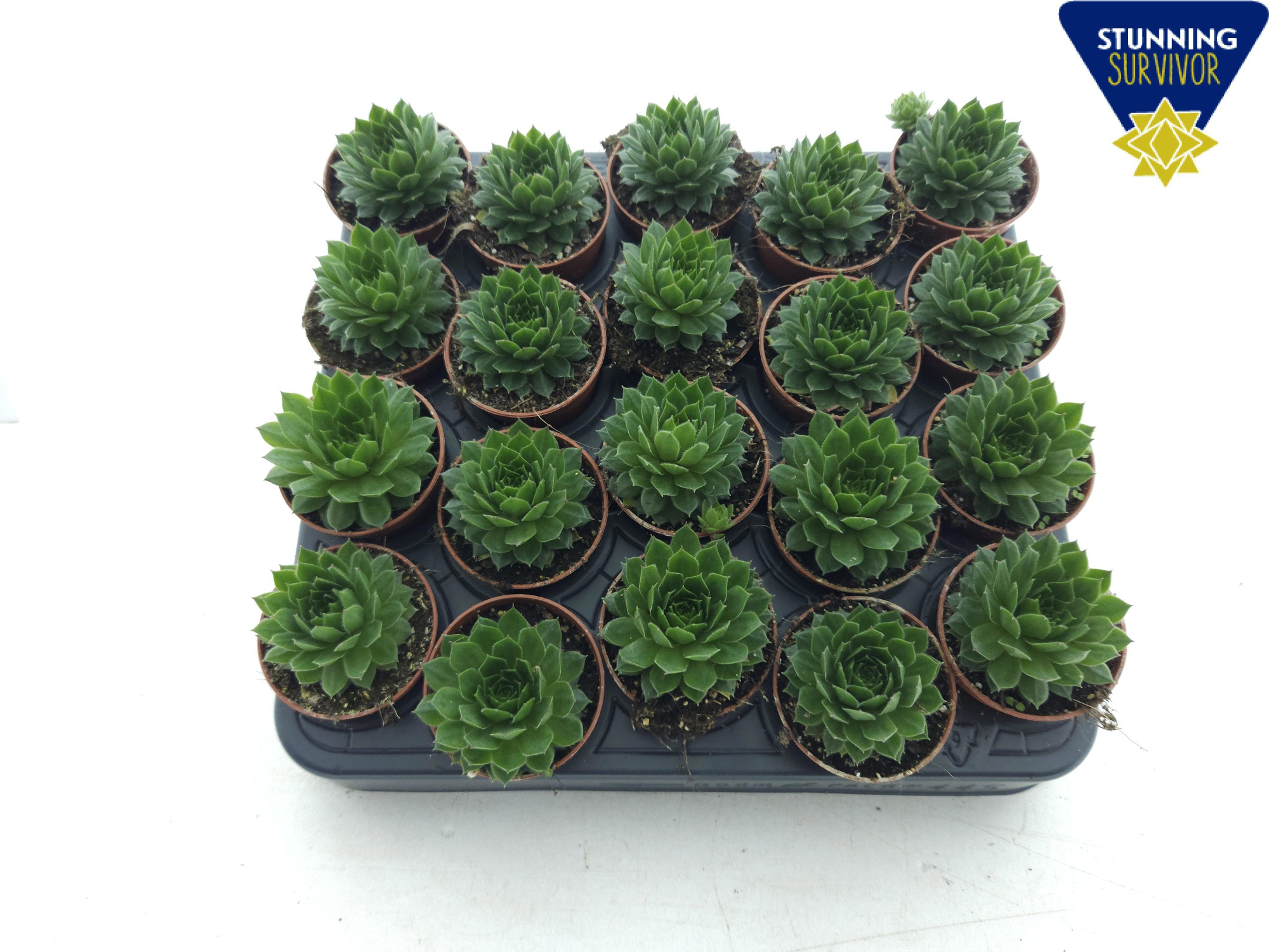 Sempervivum lichtgroen, D 5,5 cm