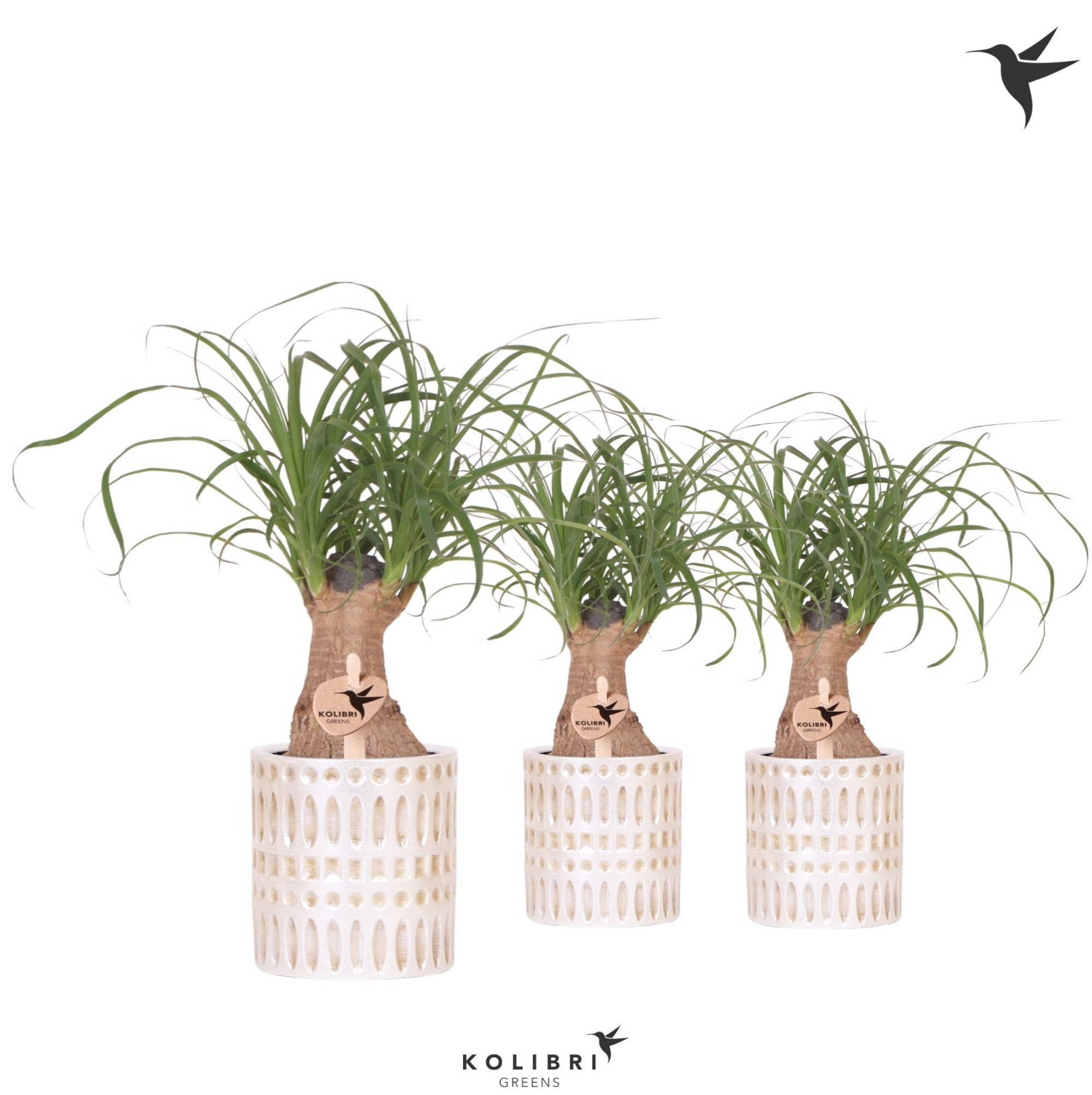 Kolibri Greens Beaucarnea in Mozaiek pot, D 9 cm