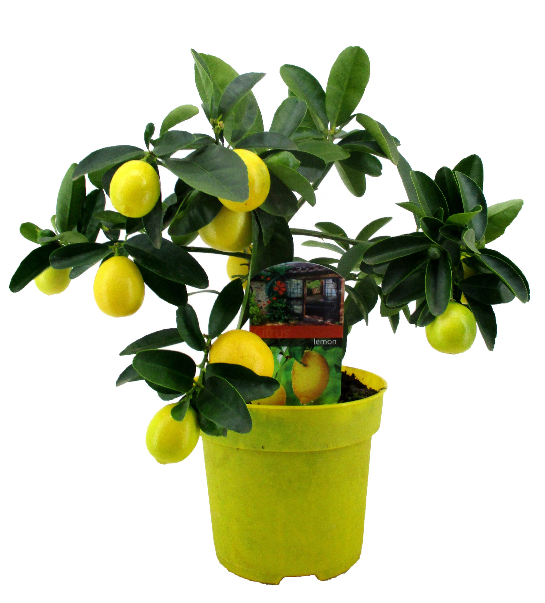 Citrus lemon, D 14 cm