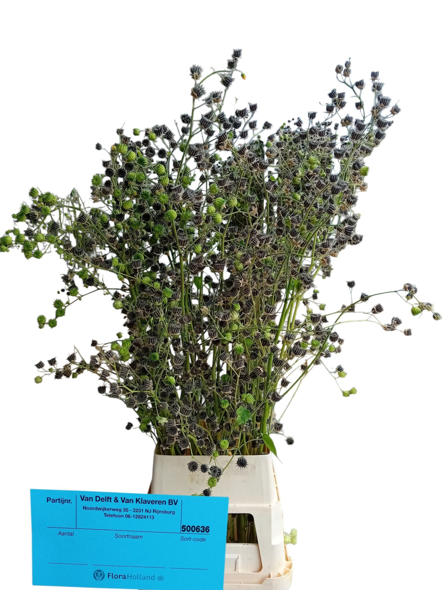 Лаватера Овериг 150, шт.