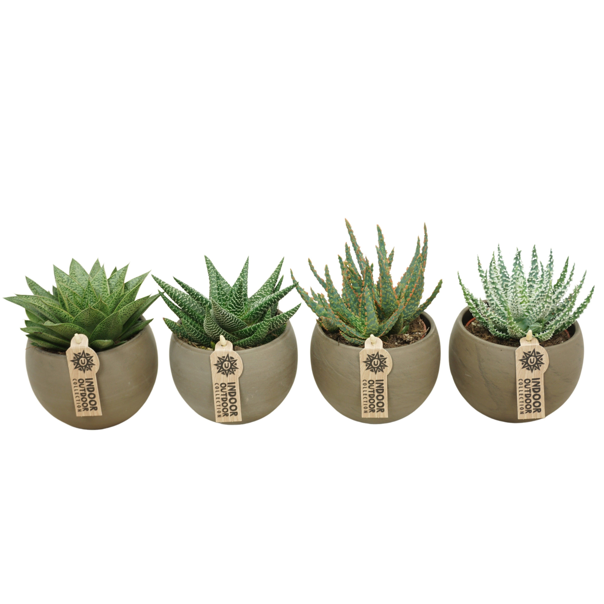 Aloë-Haworthia mix in 14 cm 'Bol Pot', D 10,5 cm