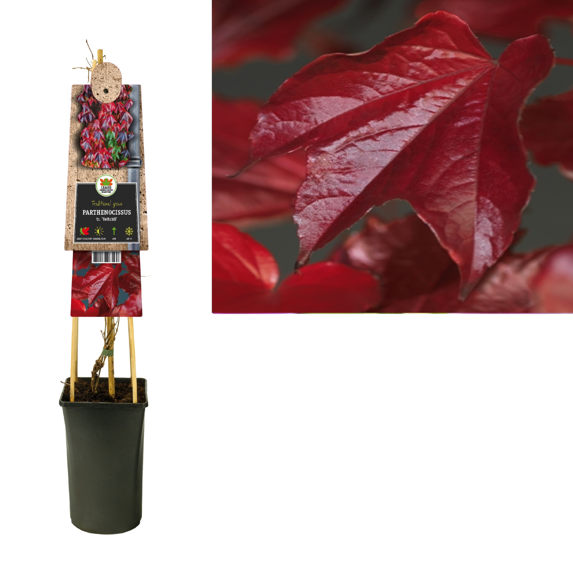 Parthenocissus tr. 'Veitchii' +3.0 label, D 17 cm