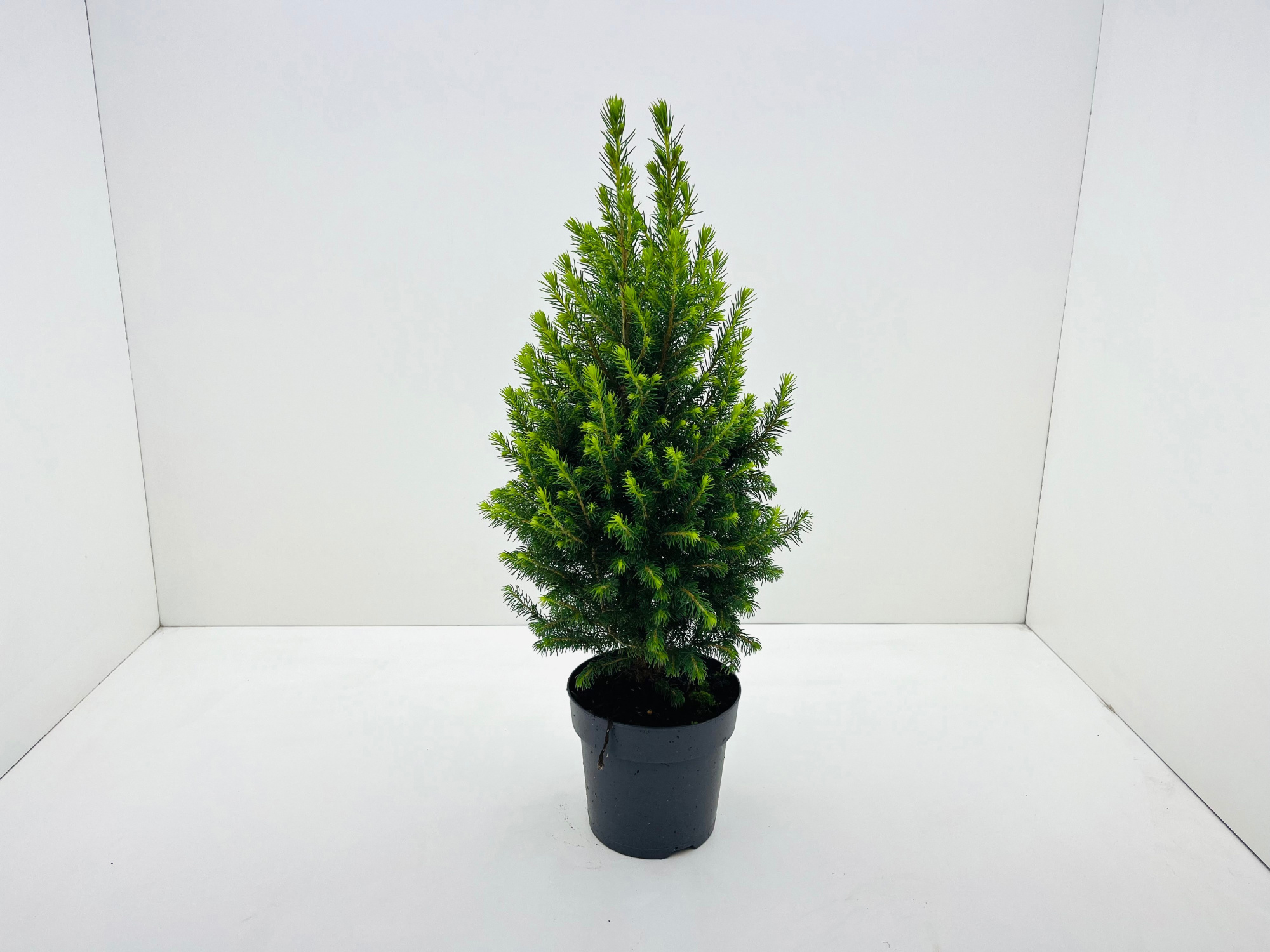 Picea Conia Magnifique, D 15 cm
